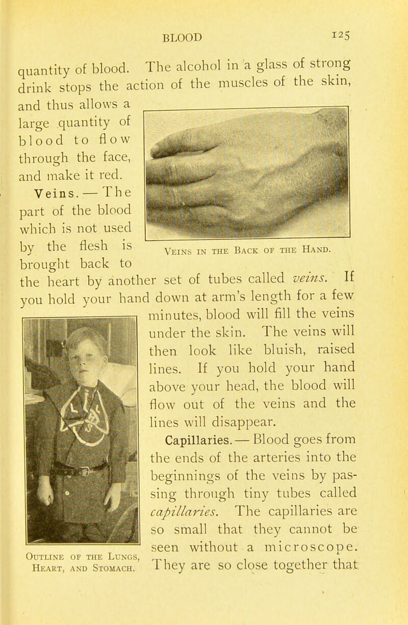 Veins in the Back or the Hand. quantity of blood. The alcohol in a glass of strong drink stops the action of the muscles of the skin, and thus allows a large quantity of blood to flow through the face, and make it red. Veins. — The part of the blood which is not used by the flesh is brought back to the heart by another set of tubes called veins. If you hold your hand down at arm's length for a few minutes, blood will fill the veins under the skin. The veins will then look like bluish, raised lines. If you hold your hand above your head, the blood will flow out of the veins and the lines will disappear. Capillaries.— Blood goes from the ends of the arteries into the beginnings of the veins by pas- sing through tiny tubes called capillaries. The capillaries are so small that they cannot be seen without a microscope. Outline of the Lungs, , , , Heart, and Stomach. 1 hey are SO close together that