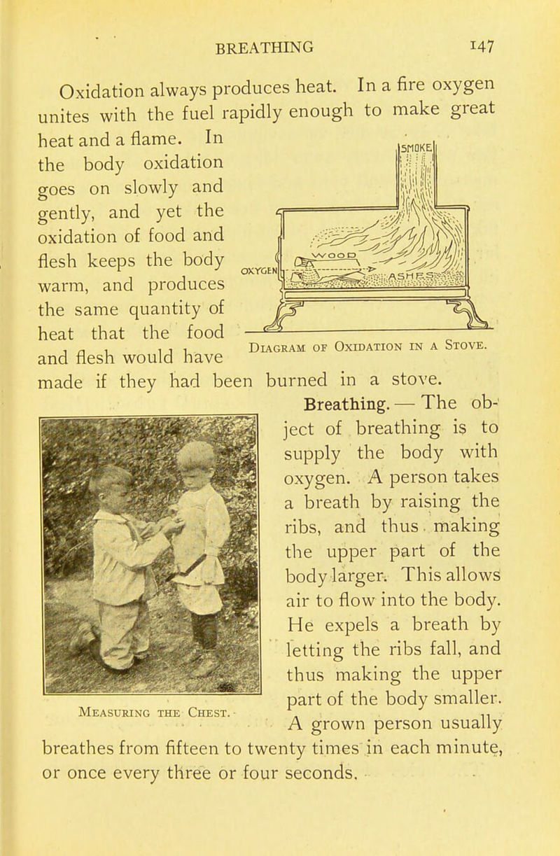 oxroEN Oxidation always produces heat. In a fire oxygen unites with the fuel rapidly enough to make great heat and a flame. In the body oxidation goes on slowly and gently, and yet the oxidation of food and flesh keeps the body warm, and produces the same quantity of heat that the food , r, ^ 111 Diagram of Oxidation in a Stove. and flesh would have made if they had been burned in a stove. Breathing. — The ob- ject of breathing is to supply the body with oxygen. A person takes a breath by raising the ribs, and thus. making the upper part of the body largen This allows air to flow into the body. He expels a breath by letting the ribs fall, and thus making the upper part of the body smaller. A grown person usually breathes from fifteen to twenty times in each minute, or once every three or four seconds. Measuring the Chest.-