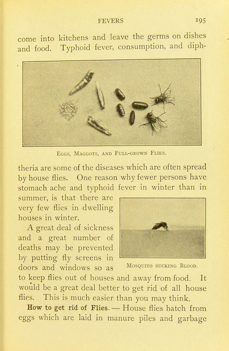 come into kitchens and leave the germs on dishes and food. Typhoid fever, consumption, and diph- Eggs, Maggots, and Full-grown Flies. theria are some of the diseases which are often spread by house flies. One reason why fewer persons have stomach ache and typhoid fever in winter than in summer, is that there are very few flies in dwelling houses in winter. A great deal of sickness and a great number of deaths may be prevented by putting fly screens in doors and windows so as Mosquito sucking Blood. to keep flies out of houses and away from food. It would be a great deal better to get rid of all house flies. This is much easier than you may think. How to get rid of Flies. — House flies hatch from eggs which are laid in manure piles and garbage