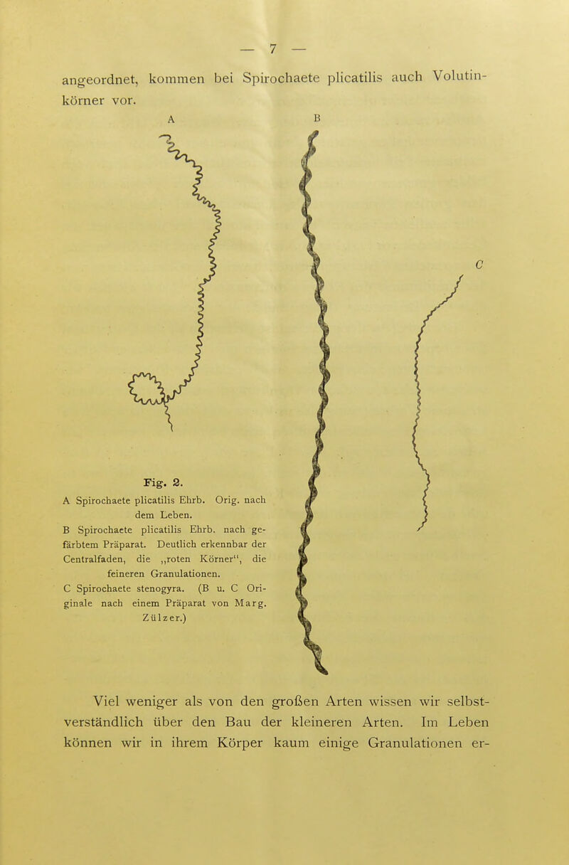 angeordnet, kommen bei Spirochaete plicatilis auch Volutin- körner vor. A B Fig. 2. A Spirochaete plicatilis Ehrb. Orig. nach dem Leben. B Spirochaete plicatilis Ehrb. nach ge- färbtem Präparat. Deutlich erkennbar der Centralfaden, die „roten Körner, die feineren Granulationen. C Spirochaete stenogyra. (B u. C Ori- ginale nach einem Präparat von Marg. Zülzer.) Viel weniger als von den großen Arten wissen wir selbst- verständlich über den Bau der kleineren Arten. Im Leben können wir in ihrem Körper kaum einige Granulationen er-