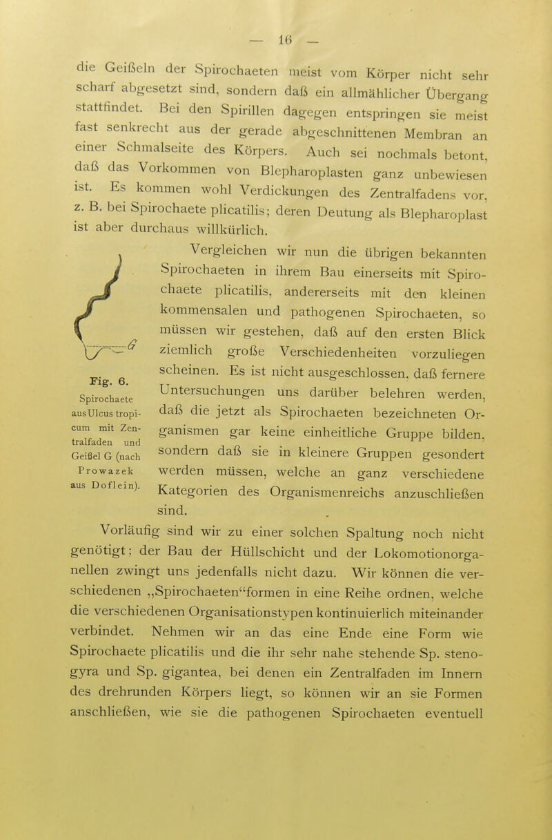 die Geißeln der Spirochaeten meist vom Körper nicht sehr scharf abgesetzt sind, sondern daß ein allmähhcher Übergang stattfindet. Bei den Spirillen dagegen entspringen sie meist fast senkrecht aus der gerade abgeschnittenen Membran an einer Schmalseite des Körpers. Auch sei nochmals betont, daß das Vorkommen von Blepharoplasten ganz unbewiesen ist. Es kommen wohl Verdickungen des Zentralfadens vor, z. B. bei Spirochaete plicatilis; deren Deutung als Blepharoplast ist aber durchaus willkürlich. Vergleichen wir nun die übrigen bekannten J Spirochaeten in ihrem Bau einerseits mit Spiro- jf chaete plicatilis, andererseits mit den kleinen kommensalen und pathogenen Spirochaeten, so y müssen wir gestehen, daß auf den ersten Blick ziemHch große Verschiedenheiten vorzuliegen scheinen. Es ist nicht ausgeschlossen, daß fernere Untersuchungen uns darüber belehren werden, daß die jetzt als Spirochaeten bezeichneten Or- ganismen gar keine einheitliche Gruppe bilden, sondern daß sie in kleinere Gruppen gesondert werden müssen, welche an ganz verschiedene Kategorien des Organismenreichs anzuschließen sind. Vorläufig sind wir zu einer solchen Spaltung noch nicht genötigt; der Bau der Hüllschicht und der Lokomotionorga- nellen zwingt uns jedenfalls nicht dazu. Wir können die ver- schiedenen „Spirochaetenformen in eine Reihe ordnen, welche die verschiedenen Organisationstypen kontinuierlich miteinander verbindet. Nehmen wir an das eine Ende eine Form wie Spirochaete plicatilis und die ihr sehr nahe stehende Sp. steno- gyra und Sp. gigantea, bei denen ein Zentralfaden im Innern des drehrunden Körpers liegt, so können wir an sie Formen anschließen, wie sie die pathogenen Spirochaeten eventuell rig. 6. Spirochaete aus Ulcus tropi- cum mit Zen- tralfaden und Geißel G (nach Prowazek aus Doflein).