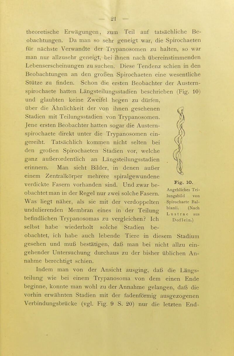 theoretische Erwägungen, zum Teil auf tatsächliche Be- obachtungen. Da man so sehr geneigt war, die Spirochaeten für nächste Verwandte der Trypanosomen zu halten, so war man nur allzusehr geneigt, bei ihnen nach übereinstimmenden Lebenserscheinungen zu suchen. Diese Tendenz schien in den Beobachtungen an den großen Spirochaeten eine wesentliche Stütze zu finden. Schon die ersten Beobachter der Austern- spirochaete hatten Längsteilungsstadien beschrieben (Fig. 10) und glaubten keine Zweifel hegen zu dürfen, über die Ähnlichkeit der von ihnen gesehenen Stadien mit Teilungsstadien von Trypanosomen. Jene ersten Beobachter hatten sogar die Austern- spirochaete direkt unter die Trypanosomen ein- gereiht. Tatsächlich kommen nicht selten bei den großen Spirochaeten Stadien vor, welche ganz außerordentlich an Längsteilungsstadien erinnern. Man sieht Bilder, in denen außer einem Zentralkörper mehrere spiralgewundene verdickte Fasern vorhanden sind. Und zwar be- obachtet man in der Regel nur zwei solche Fasern. Was liegt näher, als sie mit der verdoppelten unduHerenden Membran eines in der Teiluner befindlichen Trypanosomas zu vergleichen? Ich selbst habe wiederholt solche Stadien be- obachtet, ich habe auch lebende Tiere in diesem Stadium gesehen und muß bestätigen, daß man bei nicht allzu ein- gehender Untersuchung durchaus zu der bisher üblichen An- nahme berechtigt schien. Indem man von der Ansicht ausging, daß die Längs- teilung wie bei einem Trypanosoma von dem einen Ende beginne, konnte man wohl zu der Annahme gelangen, daß die vorhin erwähnten Stadien mit der fadenförmig ausgezogenen Verbindungsbrücke (vgl. Fig. 9 S. 20) nur die letzten End- Fig. 10, Angebliches Tei- lungsbild von ■ Spirochaete Bal- bianii. (Nach L u s t r a e aus Doflein.)