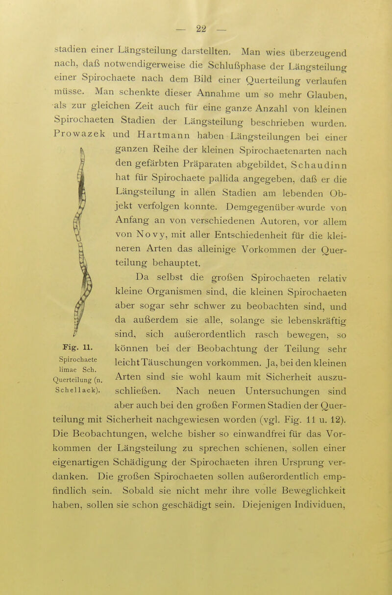 Stadien einer Längsteilung darstellten. Man wies überzeugend nach, daß notwendigerweise die Schlußphase der Längsteilung einer Spirochaete nach dem Bild einer Querteilung verlaufen müsse. Man schenkte dieser Annahme um so mehr Glauben, •als zur gleichen Zeit auch für eine ganze Anzahl von kleinen Spirochaeten Stadien der Längsteilung beschrieben wurden. Prowazek und Hartmann haben Längsteilungen bei einer ganzen Reihe der kleinen Spirochaetenarten nach den gefärbten Präparaten abgebildet, Schaudinn hat für Spirochaete pallida angegeben, daß er die Längsteilung in allen Stadien am lebenden Ob- jekt verfolgen konnte. Demgegenüber wurde von Anfang an von verschiedenen Autoren, vor allem von Novy, mit aller Entschiedenheit für die klei- neren Arten das alleinige Vorkommen der Quer- teilung behauptet. Da selbst die großen Spirochaeten relativ kleine Organismen sind, die kleinen Spirochaeten aber sogar sehr schwer zu beobachten sind, und da außerdem sie alle, solange sie lebenskräftig sind, sich außerordentlich rasch bewegen, so können bei der Beobachtung der Teilung sehr leicht Täuschungen vorkommen. Ja, bei den kleinen Arten sind sie wohl kaum mit Sicherheit auszu- schließen. Nach neuen Untersuchungen sind aber auch bei den großen Formen Stadien der Quer- teilung mit Sicherheit nachgewiesen worden (vgl. Fig. 11 u. 12). Die Beobachtungen, welche bisher so einwandfrei für das Vor- kommen der Längsteilung zu sprechen schienen, sollen einer eigenartigen Schädigung der Spirochaeten ihren Ursprung ver- danken. Die großen Spirochaeten sollen außerordentlich emp- findlich sein. Sobald sie nicht mehr ihre volle Beweglichkeit haben, sollen sie schon geschädigt sein. Diejenigen Individuen, Fig. 11. Spirochaete limae Sch. Querteilung (n Schell ack).