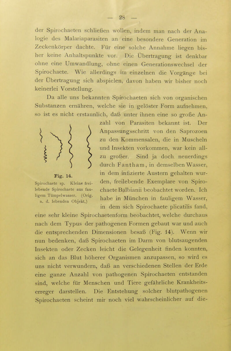 der Spirochaeten schließen wollen, indem man nach der Ana- logie des Malariaparasiten an eine besondere Generation im Zeckenkörper dachte. Für eine solche Annahme liegen bis- her keine Anhaltspunkte vor. Die Übertragung Lst denkbar ohne eine Umwandlung, ohne einen Generationswechsel der Spirochaete. Wie allerdings im einzelnen die Vorgänge bei der Übertragung sich abspielen, davon haben wir bisher noch keinerlei Vorstellung. Da alle uns bekannten Spirochaeten sich von organischen Substanzen ernähren, welche sie in gelöster Form aufnehmen, so ist es nicht erstaunlich, daß unter ihnen eine so große An- lebende Spirochaete aus fau- chacte Balbianü beobachtet worden. Ich eine sehr kleine Spirochaetenform beobachtet, welche durchaus nach dem Typus der pathogenen Formen gebaut war und auch die entsprechenden Dimensionen besaß (Fig. 14). Wenn wir nun bedenken, daß Spirochaeten im Darm von blutsaugenden Insekten oder Zecken leicht die Gelegenheit finden konnten, sich an das Blut höherer Organismen anzupassen, so wird es uns nicht verwundern, daß an verschiedenen Stellen der Erde eine ganze Anzahl von pathogenen Spirochaeten entstanden sind, welche für Menschen und Tiere gefährliche Krankheits- erreger darstellen. Die Entstehung solcher blutpathogenen Spirochaeten scheint mir noch viel wahrscheinlicher auf die- Fig. 14. Spirochaete sp. Kleine frei- zahl von Parasiten bekannt ist. Der Anpassungsschritt von den Saprozoen zu den Kommensalen, die in Muscheln und Insekten vorkommen, war kein all- zu großer. Sind ja doch neuerdings durch Fantham, in demselben Wasser, in dem infizierte Austern gehalten wur- den, freilebende Exemplare von Spiro- ligem Tümpelwasser. (Orig. n. d. lebenden Objekt.) habe in München in fauligem Wasser, in dem sich Spirochaete plicatilis fand,