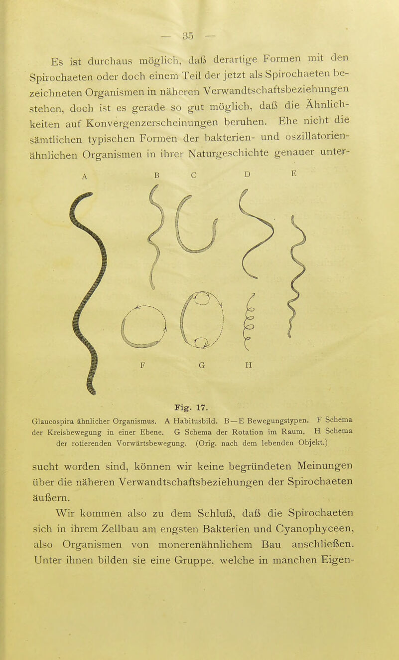 Es ist durchaus möglich, daß derartige Formen mit den Spirochaeten oder doch einem Teil der jetzt als Spirochaeten be- zeichneten Organismen in näheren Verwandtschaftsbeziehungen stehen, doch ist es gerade so gut möglich, daß die Ähnlich- keiten auf Konvergenzerscheinungen beruhen. Ehe nicht die sämtlichen typischen Formen der bakterien- und oszillatorien- ähnlichen Organismen in ihrer Naturgeschichte genauer unter- A B C D Fig. 17. Glaucospira ähnlicher Organismus. A Habitusbild. B —E Bewegungstypen. F Schema der Kreisbewegung in einer Ebene. G Schema der Rotation im Raum. H Schema der rotierenden Vorwärtsbewegung. (Orig. nach dem lebenden Objekt.) sucht worden sind, können wir keine begründeten Meinungen über die näheren Verwandtschaftsbeziehungen der Spirochaeten äußern. Wir kommen also zu dem Schluß, daß die Spirochaeten sich in ihrem Zellbau am engsten Bakterien und Cyanophyceen, also Organismen von monerenähnlichem Bau anschließen. Unter ihnen bilden sie eine Gruppe, welche in manchen Eigen-