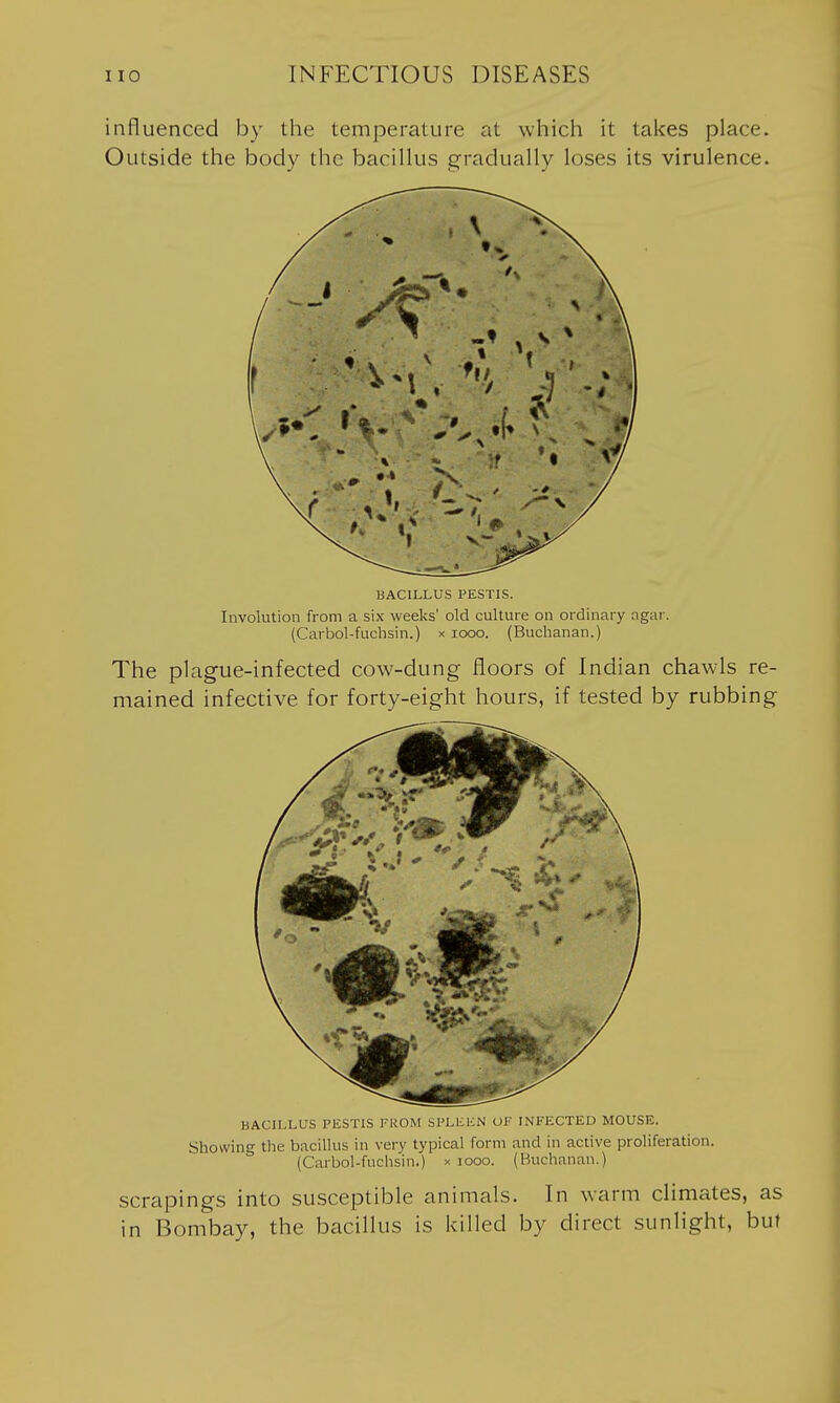 influenced by the temperature at which it takes place. Outside the body the bacillus gradually loses its virulence. \ ^ BACILLUS PESTIS. Involution from a six weelcs' old culture on ordinary ngar. (Carbol-fuchsin.) x looo. (Buchanan.) The plague-infected cow-dung floors of Indian chawls re- mained infective for forty-eight hours, if tested by rubbing BACILLUS PESTIS FROM SPLliKN OF INFECTED MOUSE. Showing the bacillus in very typical form and in active proliferation. (Carbol-fuchsin.) x looo. (Buchanan.) scrapings into susceptible animals. In warm climates, as in Bombay, the bacillus is killed by direct sunlight, but