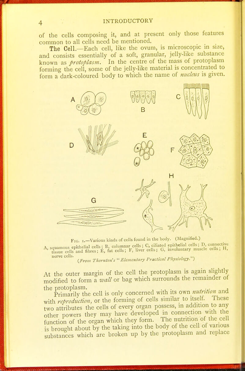 of the cells composing it, and at present only those features common to all cells need be mentioned. The Cell.—Each cell, like the ovum, is microscopic in size, and consists essentially of a soft, granular, jelly-like substance known as protoplasm. In the centre of the mass of protoplasm forming the cell, some of the jelly-like material is concentrated to form a dark-coloured body to which the name of nucleus is given. B Fig I.—Various Icinds of cells found in the body. (Magnified.) nerve cells. . , „i ■ i I•^ (^From Thornton's Elementary Practical Phystolosy. ) At the outer margin of the cell the protoplasm is again slightly modified to form a wall or bag which surrounds the remainder ot the protoplasm. , . , . , a Primarily the cell is only concerned with its own 7iuirition and with reproduction, or the forming of cells similar to itself. These two attributes the cells of every organ possess, in addition to any other powers they may have developed in connection with the function of the organ which they form. The nutrition of the cell is brought about by the taking into the body of the cell of various substances which are broken up by the protoplasm and replace