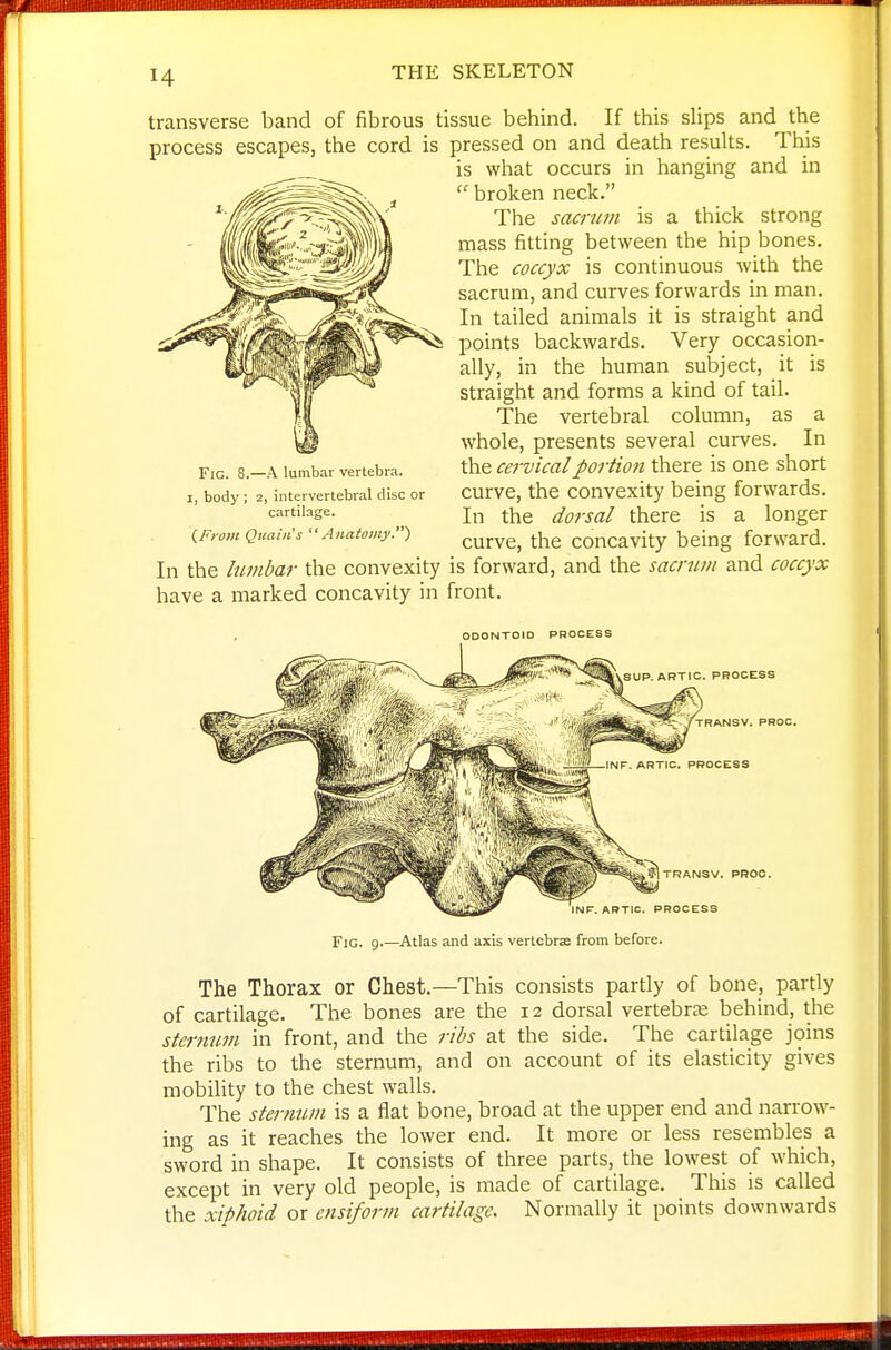 transverse band of fibrous tissue behind. If this slips and the process escapes, the cord is pressed on and death results. This is what occurs in hanging and in  broken neck. The sacrum is a thick strong mass fitting between the hip bones. The coccyx is continuous with the sacrum, and curves forwards in man. In tailed animals it is straight and points backwards. Very occasion- ally, in the human subject, it is straight and forms a kind of tail. The vertebral column, as a whole, presents several curves. In Fig. 8.-A lumbar vertebra. the ccTvicalpovtion there is One short I, body; 2, intervertebral disc or curve, the convcxity being forwards. cartilage. the dovsal there is a longer f^FromQuahCs''Anatomy.) curvc, the concavity being forward. In the lumbar the convexity is forward, and the sacrum and coccyx have a marked concavity in front. ODONTOID PROCESS Fig. 9 Atlas and axis vertebrae from before. The Thorax or Chest.—This consists partly of bone, partly of cartilage. The bones are the 12 dorsal vertebrae behind, the sterttnm in front, and the ribs at the side. The cartilage joins the ribs to the sternum, and on account of its elasticity gives mobility to the chest walls. The sternum is a flat bone, broad at the upper end and narrow- ing as it reaches the lower end. It more or less resembles a sword in shape. It consists of three parts, the lowest of which, except in very old people, is made of cartilage. This is called the xiphoid or ensiform cartilage. Normally it points downwards