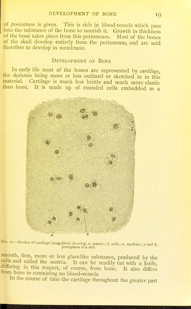 of periosieum is given. This is rich in blood-vessels which pass into the substance of the bone to nourish it. Growth in thickness of the bone takes place from this periosteum. Most of the bones of the skull develop entirely from the periosteum, and are said therefore to develop in membrane. Development of Bone In early life most of the bones are represented by cartilage, the skeleton being more or less outlined or sketched in in this material. Cartilage is much less brittle and much more elastic than bone. It is made up of rounded cells embedded in a Fig. ii.-Section of cartilage (magnified) showing, a, matrix ; b, cells; n, nucleus; g-and h, protoplasm of a cell. smooth, firm, more or less glass-like substance, produced by the cells and called the matrix. It can be readily cut with a knife, clittenng m this respect, of course, from bone. It also differs trom bone in contaming no blood-vessels. In the course of time the cartilage throughout the greater part