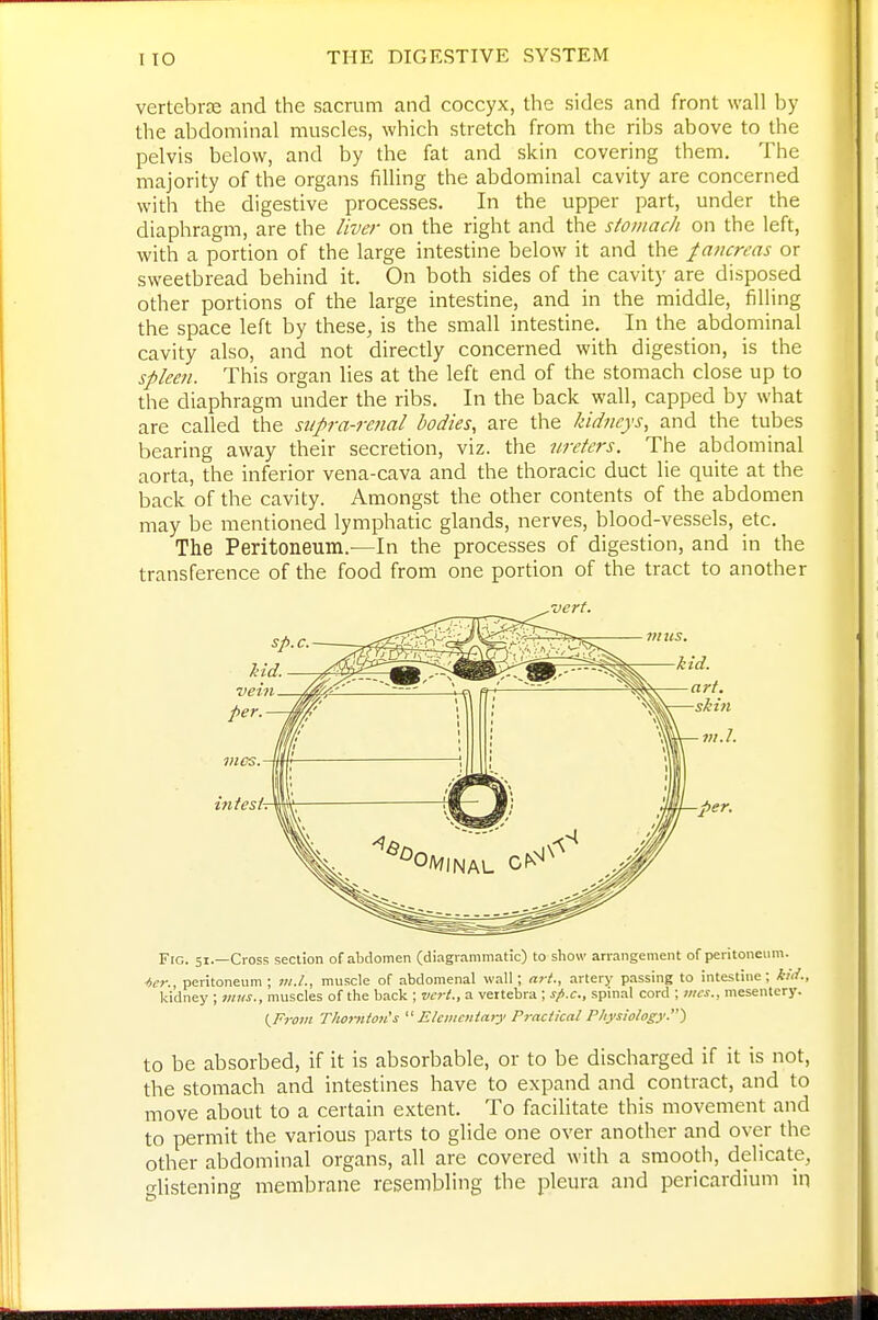 vertebras and the sacrum and coccyx, the sides and front wall by the abdominal muscles, which stretch from the ribs above to the pelvis below, and by the fat and skin covering them. The majority of the organs fiUing the abdominal cavity are concerned with the digestive processes. In the upper part, under the diaphragm, are the livei- on the right and the stomach on the left, with a portion of the large intestine below it and the pancreas or sweetbread behind it. On both sides of the cavity are disposed other portions of the large intestine, and in the middle, filling the space left by these, is the small intestine. In the abdominal cavity also, and not directly concerned with digestion, is the spleen. This organ lies at the left end of the stomach close up to the diaphragm under the ribs. In the back wall, capped by what are called the supra-renal bodies, are the kidneys, and the tubes bearing away their secretion, viz. the ureters. The abdominal aorta, the inferior vena-cava and the thoracic duct lie quite at the back of the cavity. Amongst the other contents of the abdomen may be mentioned lymphatic glands, nerves, blood-vessels, etc. The Peritoneum.-—In the processes of digestion, and in the transference of the food from one portion of the tract to another Fig. 51.—Cross section of abdomen (diagrammatic) to show arrangement of peritoneiim. *cr. peritoneum ; m.l., muscle of abdomenal wall; ar-t., artery passing to intestine ; kiii., kidney ; iiiiis., muscles of the back ; vcri., a vertebra ; sfi.c, spinal cord ; mcs., mesentery. t^Frotn Thoniton's  Eleiiientafy Practical Physiology.) to be absorbed, if it is absorbable, or to be discharged if it is not, the stomach and intestines have to expand and contract, and to move about to a certain extent. To facilitate this movement and to permit the various parts to glide one over another and over the other abdominal organs, all are covered with a smooth, delicate, glistening membrane resembling the pleura and pericardium in
