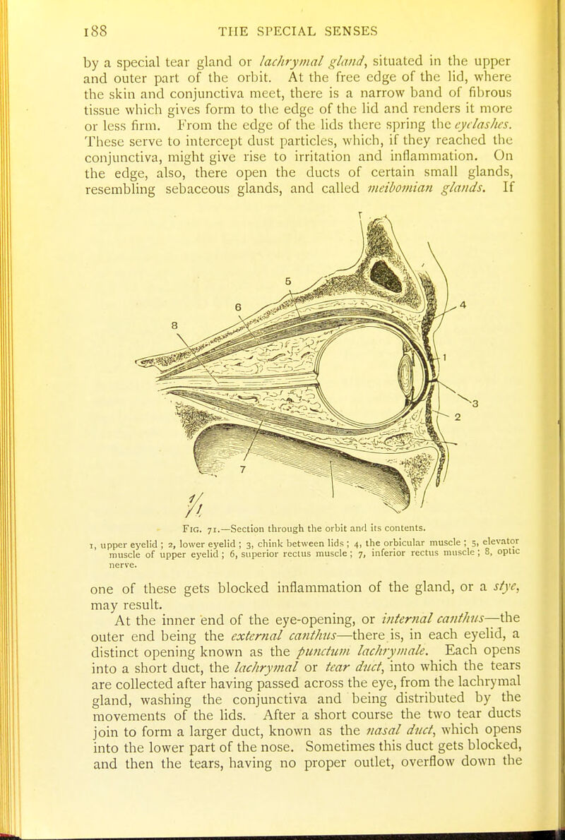 by a special tear gland or lachrymal gland, situated in the upper and outer part of the orbit. At the free edge of the lid, where the skin and conjunctiva meet, there is a narrow band of fibrous tissue which gives form to tlie edge of the lid and renders it more or less firm. From the edge of the lids there spring the eyelashes. These serve to intercept dust particles, which, if they reached the conjunctiva, might give rise to irritation and inflammation. On the edge, also, there open the ducts of certain small glands, resembling sebaceous glands, and called meibomian glands. If Fig. 71.—Section through the orbit and its contents. I, upper eyelid ; 2, lower eyelid ; 3, chink between lids ; 4, the orbicular muscle ; 5, elevator muscle of upper eyelid ; 6, superior rectus muscle ; 7, inferior rectus muscle ; 8, optic nerve. one of these gets blocked inflammation of the gland, or a sfye, may result. At the inner end of the eye-opening, or internal canthus—the outer end being the external canthus—there is, in each eyelid, a distinct opening known as the punctuvi lachrymale. Each opens into a short duct, the lachrymal or tear duct, into which the tears are collected after having passed across the eye, from the lachrymal gland, washing the conjunctiva and being distributed by the movements of the lids. After a short course the two tear ducts join to form a larger duct, known as the nasal duct, which opens into the lower part of the nose. Sometimes this duct gets blocked, and then the tears, having no proper outlet, overflow down the