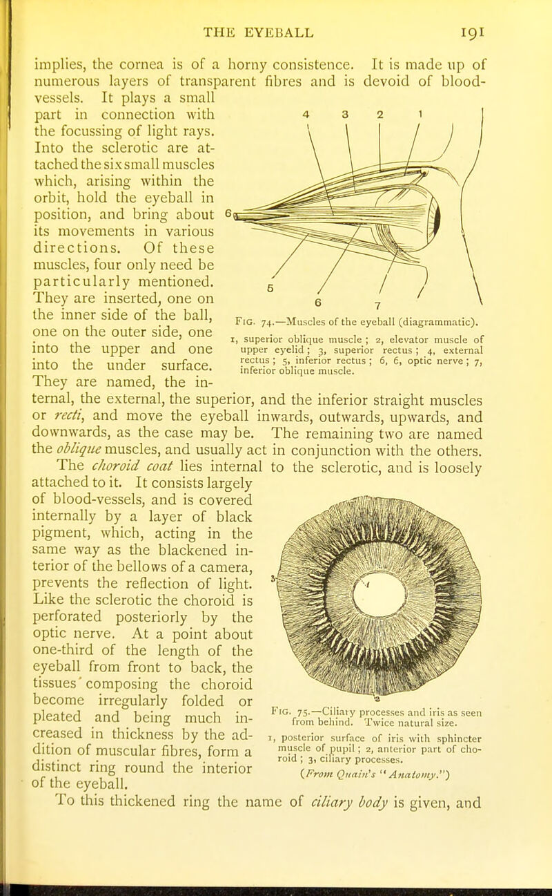 Fig. 74.—Muscles of the eyeball (diagrammatic). I, superior oblique muscle ; 2, elevator muscle of upper eyelid; 3, superior rectus; 4, external rectus ; 5, inferior rectus ; 6, 6, optic nerve; 7, inferior oblique muscle. implies, the cornea is of a horny consistence. It is made up of numerous layers of transparent fibres and is devoid of blood- vessels. It plays a small part in connection with the focussing of light rays. Into the sclerotic are at- tached the six small muscles which, arising within the orbit, hold the eyeball in position, and bring about 6 its movements in various directions. Of these muscles, four only need be particularly mentioned. They are inserted^ one on the inner side of the ball, one on the outer side, one into the upper and one into the under surface. They are named, the in- ternal, the external, the superior, and the inferior straight muscles or reai, and move the eyeball inwards, outwards, upwards, and downwards, as the case may be. The remaining two are named the oblique muscles, and usually act in conjunction with the others. The choroid coat lies internal to the sclerotic, and is loosely attached to it. It consists largely of blood-vessels, and is covered internally by a layer of black pigment, which, acting in the same way as the blackened in- terior of the bellows of a camera, prevents the reflection of light. Like the sclerotic the choroid is perforated posteriorly by the optic nerve. At a point about one-third of the length of the eyeball from front to back, the tissues'composing the choroid become irregularly folded or pleated and being much in- creased in thickness by the ad- dition of muscular fibres, form a distinct ring round the interior of the eyeball. To this thickened ring the name of ciliary body is given, and Fig. 75.—Cilj.ary processes and iris as seen from behind. Twice natural size. :, posterior surface of iris with sphincter muscle of pupil; 2, anterior part of cho- roid ; 3, ciliary processes. {From Quain's  Anatoiity.)