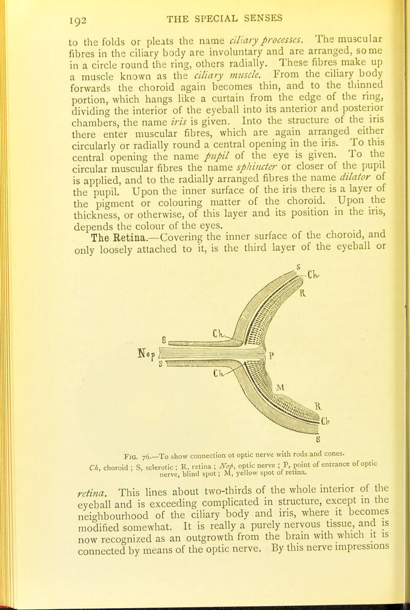 to the folds or pleats the name ciliary processes. The muscular fibres in the ciliary body are involuntary and are arranged, some in a circle round the ring, others radially. These fibres make up a muscle known as the ciliary muscle. From the ciliary body forwards the choroid again becomes thin, and to the thinned portion, which hangs like a curtain from the edge of the ring, dividing the interior of the eyeball into its anterior and posterior chambers, the name iris is given. Into the structure of the iris there enter muscular fibres, which are again arranged either circularly or radially round a central opening in the iris. To this central opening the name pupil of the eye is given. To the circular muscular fibres the name sphincter or closer of the pupil is applied, and to the radially arranged fibres the name dilator of the pupil. Upon the inner surface of the iris there is a layer of the pigment or colouring matter of the choroid. Upon the thickness, or otherwise, of this layer and its position in the ins, depends the colour of the eyes. The Retina.—Covering the inner surface of the choroid, and only loosely attached to it, is the third layer of the eyeball or Fig. 76.—To show connection ot optic nerve with rods and cones. Ch, choroid ; S, sclerotic ; R, retina ; Nop, optic nerve ; P, point of entrance of optic nerve, blind spot; M, yellow spot of retina. retina. This lines about two-thirds of the whole interior of the eyeball and is exceeding complicated in structure, except in the neighbourhood of the ciliary body and iris, where it becomes modified somewhat. It is really a purely nervous tissue, and is now recognized as an outgrowth from the brain with which it is connected by means of the optic nerve. By this nerve impressions