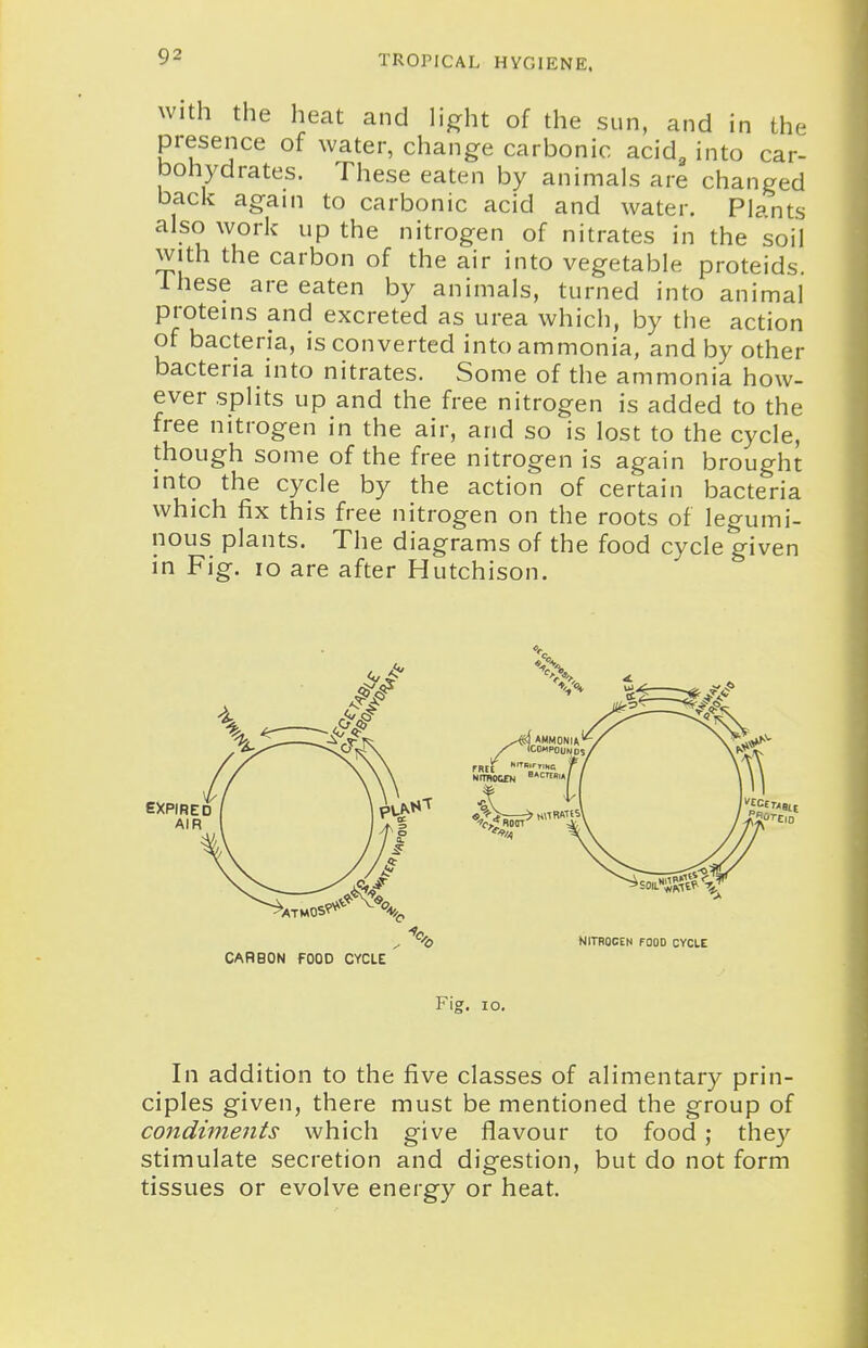 With the heat and h'^ht of the sun, and in the presence of water, change carbonic acid, into car- bohydrates. These eaten by animals are changed baci< again to carbonic acid and water. Plants also work up the nitrogen of nitrates in the soil with the carbon of the air into vegetable proteids. Ihese are eaten by animals, turned into animal proteins and excreted as urea which, by the action of bacteria, is converted into ammonia, and by other bacteria into nitrates. Some of the ammonia how- ever splits up and the free nitrogen is added to the free nitrogen in the air, and so is lost to the cycle, though some of the free nitrogen is again brought into the cycle by the action of certain bacteria which fix this free nitrogen on the roots of legumi- nous plants. The diagrams of the food cycle given in Fig. lo are after Hutchison. In addition to the five classes of alimentary prin- ciples given, there must be mentioned the group of condiments which give flavour to food ; they stimulate secretion and digestion, but do not form tissues or evolve energy or heat.