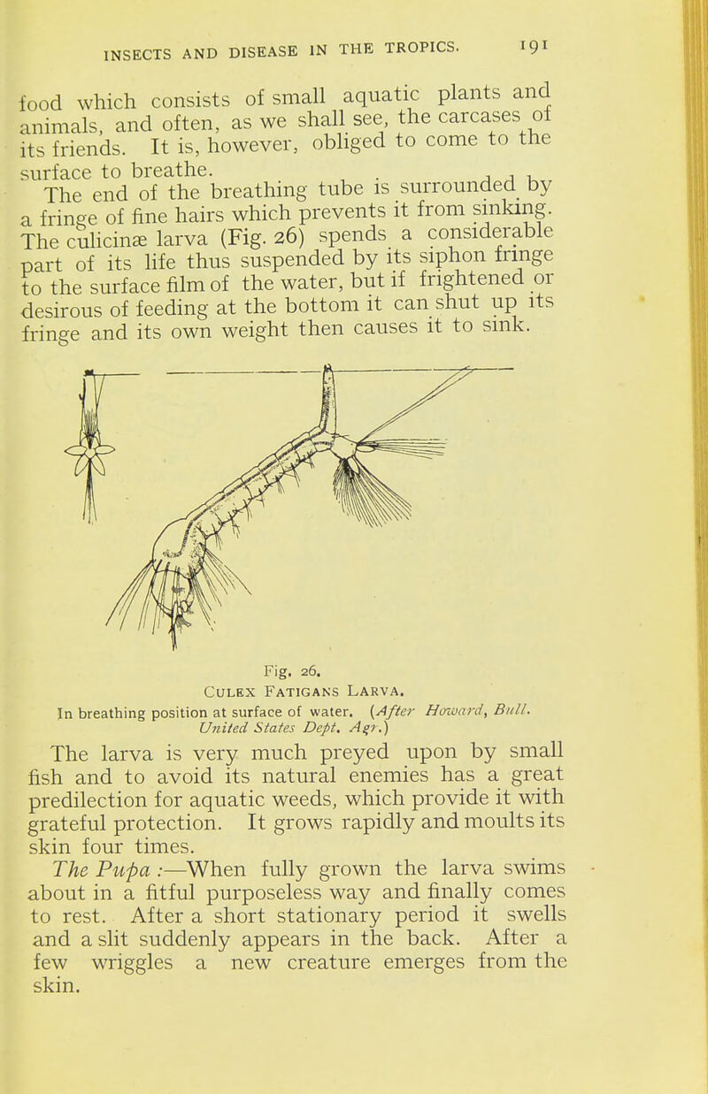 food which consists of small aquatic plants and animals, and often, as we shall see. the carcases of its friends. It is, however, obliged to come to the surface to breathe. a a u The end of the breathing tube is surrounded by a fringe of fine hairs which prevents it from sinking. The cuhcin^ larva (Fig. 26) spends a considerable part of its life thus suspended by its siphon fringe to the surface film of the water, but if frightened or desirous of feeding at the bottom it can shut up its fringe and its own weight then causes it to sink. Fig. 26. CuLEX Fatigans Larva. In breathing position at surface of water. {After Howard, Bull. United States Dept. .) The larva is very much preyed upon by small fish and to avoid its natural enemies has a great predilection for aquatic weeds, which provide it with grateful protection. It grows rapidly and moults its skin four times. The Pupa :—When fully grown the larva swims about in a fitful purposeless way and finally comes to rest. After a short stationary period it swells and a slit suddenly appears in the back. After a few wriggles a new creature emerges from the skin.