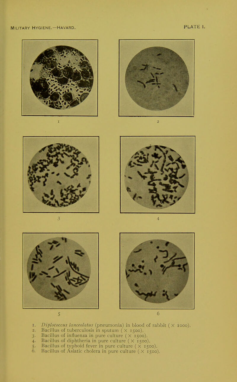 Military Hygiene.—Havard. PLATE 1. Diplococcus lanceoliitus (pneumonia) in blood of ralibit ( X looo). Bacillus of tuberculosis in sputum ( X 1500). Bacillus of influenza in pure culture ( X 1500). Bacillus of diphtheria in pure culture ( X 1500). Bacillus of typhoid fever in ]jure culture ( X 1500). Bacillus of Asiatic cholera in pure culture ( X 1500).