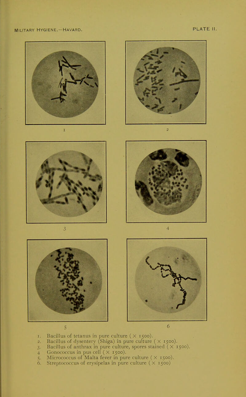 1. Bacillus of tetanus in pure culture ( X 1500). 2. Bacillus of dysentery (Shiga) in pure culture ( X 1500). 3. Bacillus of anthrax in pure culture, spores stained ( X 1500). 4 Gonococcus in pus cell (X 1500). 5. Micrococcus of Malta fever in pure culture ( X 1500). 6. Streptococcus of erysipelas in pure culture (X 1500)