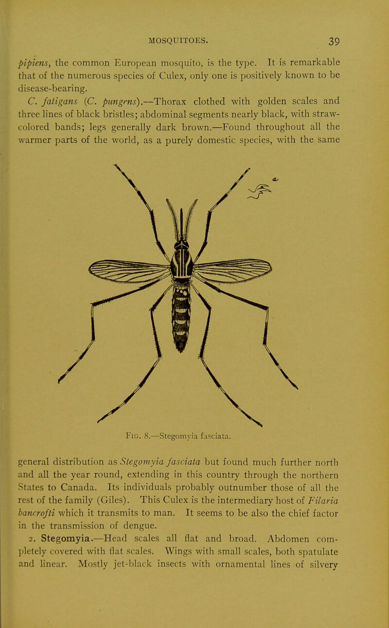 pipiens, the common European mosquito, is the type. It is remarkable that of the numerous species of Culex, only one is positively known to be disease-bearing. C. fatigans (C. pungms).—Thorax clothed with golden scales and three lines of black bristles; abdominal segments nearly black, with straw- colored bands; legs generally dark brown.—Found throughout all the warmer parts of the world, as a purely domestic species, with the same FxG. 8.—Stegomyia fasciata. general distribution as Stegomyia fasciata but found much further north and all the year round, extending in this country through the northern States to Canada. Its individuals probably outnumber those of all the rest of the family (Giles). This Culex is the intermediary host of Filaria hancrofti which it transmits to man. It seems to be also the chief factor in the transmission of dengue. 2. Stegomyia.—Head scales all flat and broad. Abdomen com- pletely covered with flat scales. Wings with small scales, both spatulate and linear. Mostly jet-black insects with ornamental lines of silvery