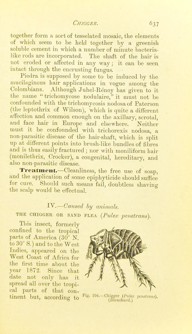 together form a sort of tesselated mosaic, the elements of which seem to be held together by a greenish soluble cement in which a number of minute bacteria- like rods are incorporated. The shaft of the hair is not eroded or affected in any way; it can be seen intact through the encrusting fungus. Piedra is supposed by some to be induced by the umcilaginous hair applications in vogue among the Colombians. Although Juhel-Renoy has given to it the name  trichomycose nodulaire, it must not be confounded with the trichomycosis nodosa of Paterson (the leptothrix of Wilson), which is quite a different affection and common enough on the axillary, scrotal, and face hair in Europe and elsewhere. Neither must it be confounded with trichorexis nodosa, a non-parasitic disease of the hair-shaft, which is split up at different points into brush-like bundles of fibres and is thus easily fractured; nor Avith moniliform hair (monilethrix, Crocker), a congenital, hereditary, and also non-parasitic disease. Treatment.—Cleanliness, the free use of soap, and the application of some epiphyticide should suffice for cure. Should such means fail, doubtless shaving the scalp would be effectual. i^-—Caused hy animals. THE CHIGGER OR SAND PLEA {Fulex 2oenetrans). This insect, formerly confined to the tropical parts of America (30° K to 30° S.)and to the West Indies, appeared on the West Coast of Africa for the first time aboiit the year 1872. Since that date not only has it spread all over the tropi- cal parts of that con- tinent but, accordina to ^'e-i04.-chiggor (fttto j,eiic<m«s).