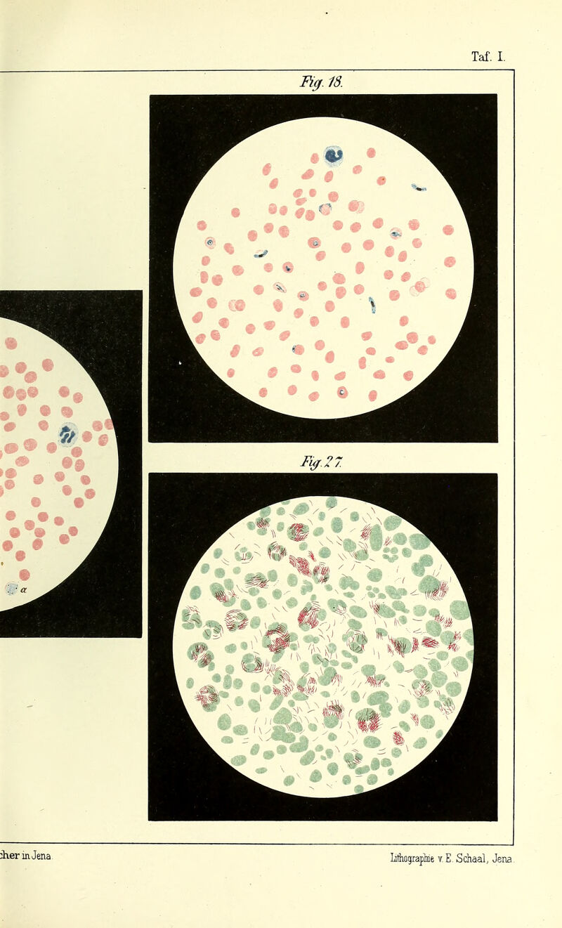 Fig. 18. jherinJena, Miograplne v. E Schaal, Jena