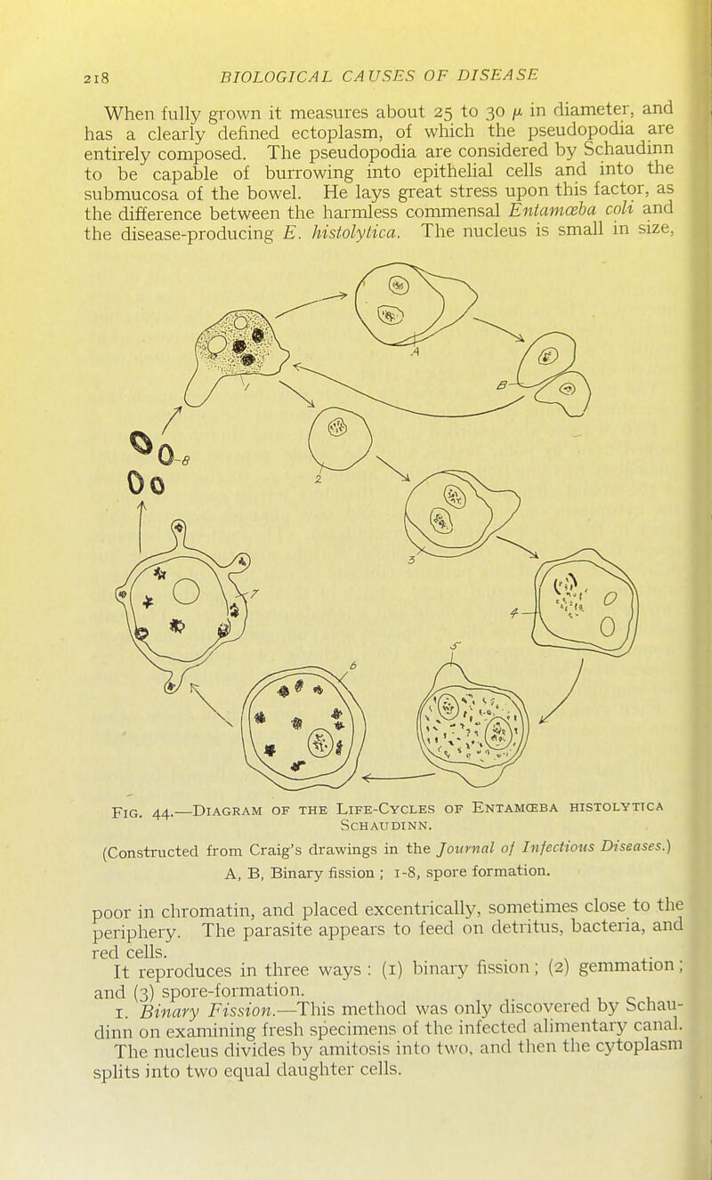 When fully grown it measures about 25 to 30 in diameter, and has a clearly defined ectoplasm, of which the pseudopodia are entirely composed. The pseudopodia are considered by Schaudmn to be capable of burrowing into epithelial cells and into the submucosa of the bowel. He lays great stress upon this factor, as the difference between the harmless commensal Entamceha coh and the disease-producing E. histolytica. The nucleus is small in size, Pjq_ 44.—Diagram of the Life-Cycles of Entamceba histolytica schaudinn. (Constructed from Craig's drawings in the Journal of Infectious Diseases.) A, B, Binary fission ; 1-8, spore formation. poor in chromatin, and placed excentrically, sometimes close to the periphery. The parasite appears to feed on detritus, bacteria, and red cells. It reproduces in three ways : (i) binary fission; (2) gemmation; and (3) spore-formation. , , c 1 I. Binary Fission.—This method was only discovered by bcliau- dinn on examining fresh specimens of the infected alimentary canal. The nucleus divides by amitosis into two. and tlien the cytoplasm splits into two equal daughter cells.