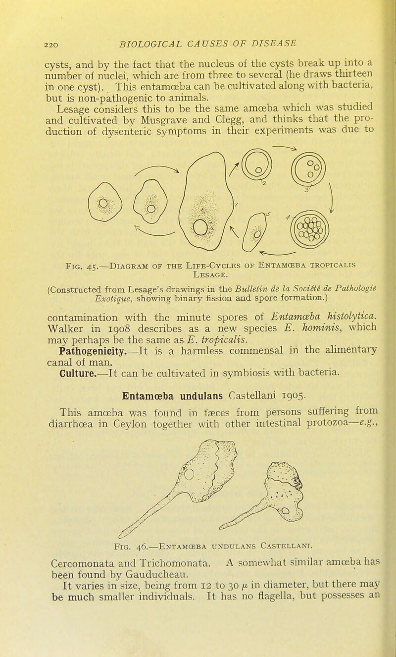 cysts, and by the fact that the nucleus of the cysts break up into a number of nuclei, which are from three to several (he draws thirteen in one cyst). This entamoeba can be cultivated along with bacteria, but is non-pathogenic to animals. Lesage considers this to be the same amceba which was studied and cultivated by Musgrave and Clegg, and thinks that the pro- duction of dysenteric symptoms in their experiments was due to Fig. 45.—Diagram of the Life-Cycles of Entamceba tropicalis Lesage. (Constructed from Lesage's drawings in the Bulletin de la Sociiti de Pathologie Exotique, showing binary fission and spore formation.) contamination with the minute spores of Entamceba histolytica. Walker in igo8 describes as a new species E. hominis, which may perhaps be the same as E. tropicalis. Pathogenicity.—It is a harmless commensal in the alimentary canal of man. Culture.—It can be cultivated in symbiosis with bacteria. Entamoeba undulans Castellani 1905. This amceba was found in faeces from persons suffering from diarrhoea in Ceylon together with other intestinal protozoa—e.g.. Fig. 46.—Entamceba undulans Castellani. Cercomonata and Trichomonata. A somewhat similar amoeba has been found by Gauducheau. It varies in size, being from 12 to 30 /x in diameter, but there may be much smaller individuals. It has no flagella, but possesses an