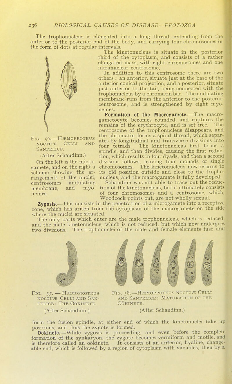 The trophonucleus is elongated into a long thread, extending from the anterior to the posterior end of the body, and carrying four chromosomes in the form of dots at regular intervals. The kinetonucleus is situate in the posterior third of the cytoplasm, and consists of a rather elongated mass, with eight chromosomes and one intranuclear centrosome. In addition to this centrosome there are two others : an anterior, situate just at the base of the anterior conical projection, and a posterior, situate just anterior to the tail, being connected with the trophonucleus by a chromatin bar. The undulating membrane runs from the anterior to the posterior centrosome, and is strengthened by eight myo- nemes. Formation of the Maerogamete.—The macro- gametocyte becomes rounded, and ruptures the remains of the erythrocyte, and is set free. The centrosome of the trophonucleus disappears, and the chromatin forms a spiral thread, which separ- ates by longitudinal and transverse divisions into four tetrads. The kinetonucleus first forms a spindle, and then divides, causing the first reduc- tion, which results in four dyads, and then a second division follows, leaving four monads or single chromosomes. The kinetonucleus now returns to its old position outside and close to the tropho- nucleus, and the maerogamete is fully developed. Schaudinn was not able to trace out the reduc- tion of the kinetonucleus, but it ultimately consists of four chromosomes and a centrosome, which, Woodcock points out, are not wholly sexual. Zygosis*—This consists in the penetration of a microgamete into a receptive cone, which has arisen from the cytoplasm of the maerogamete on the side where the nuclei are situated. The only parts which enter are the male trophonucleus, which is reduced, and the male kinetonucleus, which is not reduced, but which now undergoes two divisions. The trophonuclei of the male and female elements fuse, and Fig. 56.—H.EMOPROTEUS NOCTUi^; Celli and Sanfelice. (After Schaudinn.) On the left is the micro- gamete, and on the right a scheme showing the ar- rangement of the nuclei, centrosomes, undulating membrane, and myo- nemes. Fig. 57. — H^MOPROTEUS NocTUiE Celli and San- felice : The Ookinete. (After Schaudinn.) 1-6 Fig. sS.—H.,5:moproteus NOCTU.jE Celli AND Sanfelice : Maturation of the Ookinete. (After Schaudinn.) form the fusion spindle, at either end of which the kinetonuclei take up positions, and thus the zygote is formed. Ookinete.—While zygosis is proceeding, and even before the complete formation of the synkaryon, the zygote becomes vermiform and motile, and is therefore called an ookinete. It consists of an anterior, hyaline, change- able end, which is followed by a region of cytoplasm with vacuoles, then by a