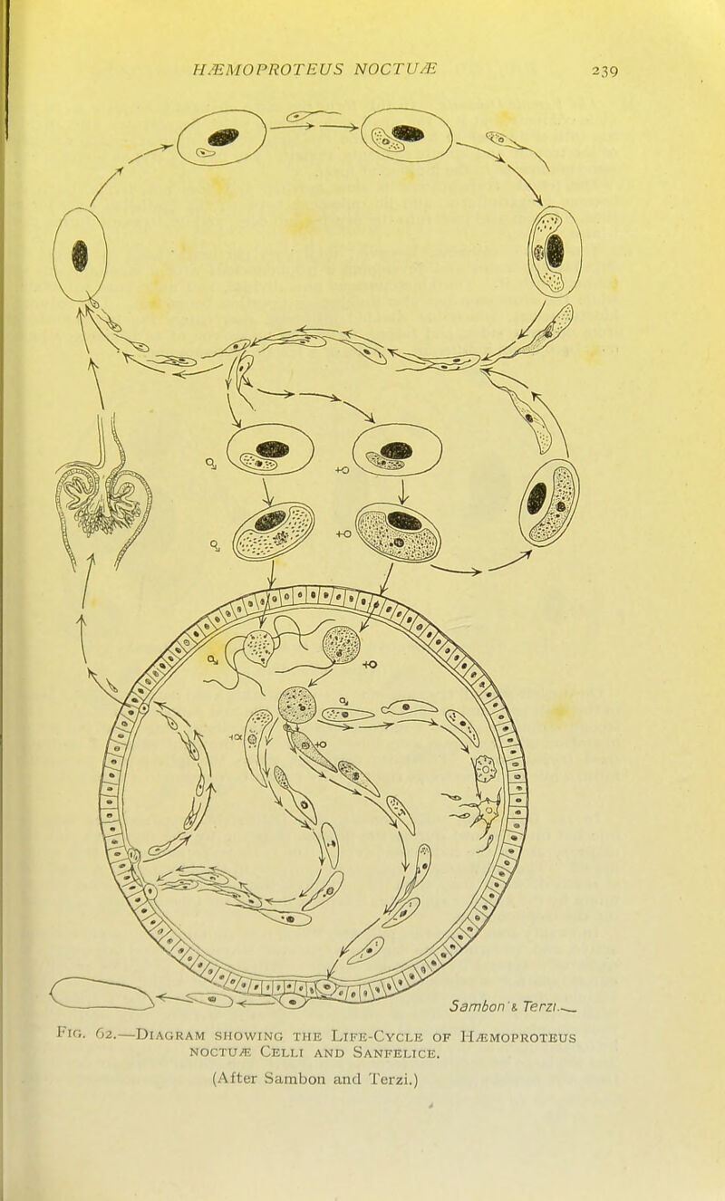 <^2.—Diagram showing the Life-Cycle of HiEMOPROTEUs NOCTU^ Celli and Sanfelice. (After Sambon and Terzi.)