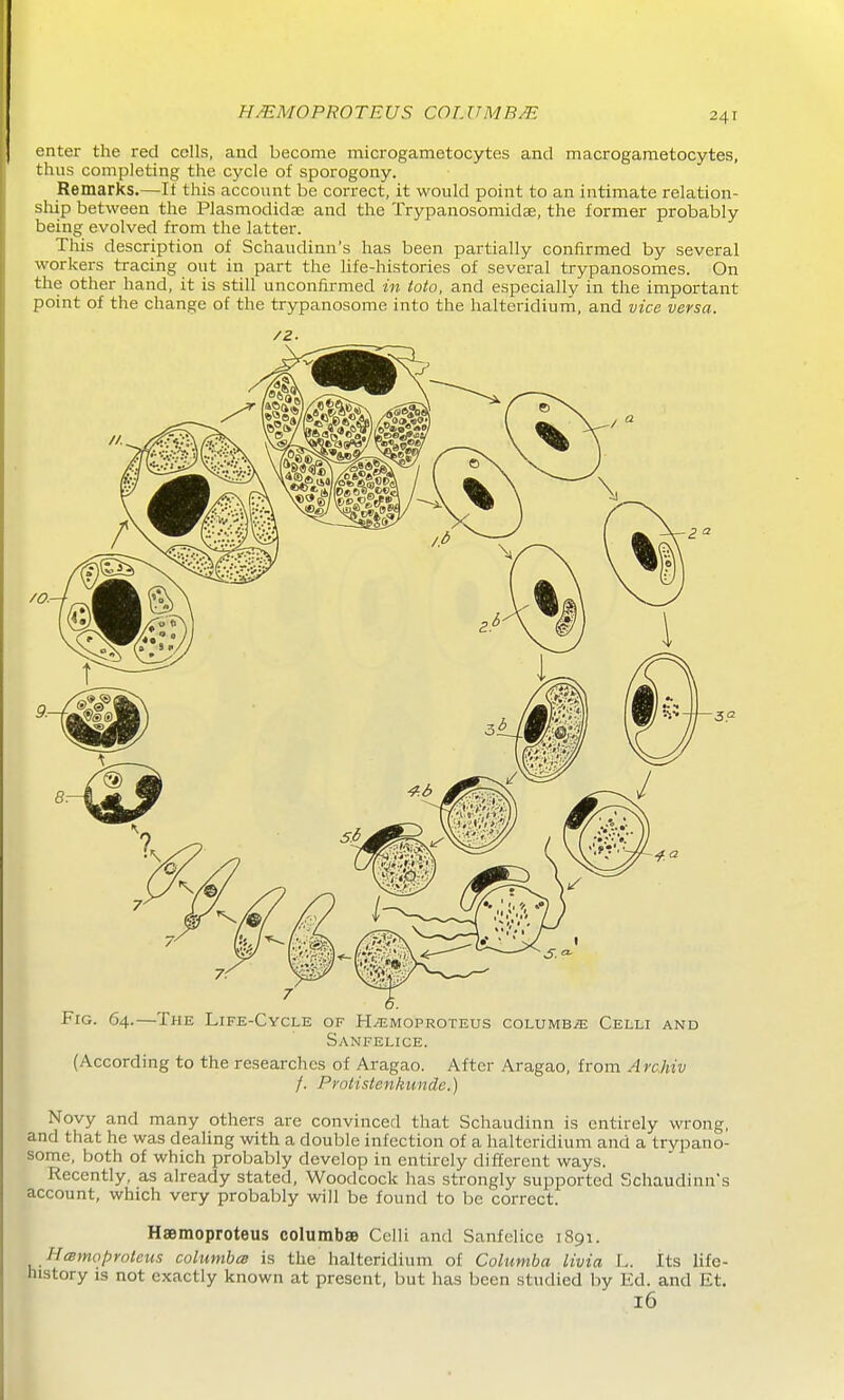 HMMOPROTEUS COT.imBM enter the red colls, and become microgametocytes and macrogametocytes, thus completing the cycle of sporogony. Remarks.—It this account be correct, it would point to an intimate relation- ship between the Plasmodidac and the Trypanosomidse, the former probably being evolved from the latter. This description of Schaudinn's has been partially confirmed by several workers tracing out in part the life-histories of several trypanosomes. On the other hand, it is still unconfirmed in toto, and especially in the important point of the change of the trypanosome into the halteridium, and vice versa. /z. Fig. 64.—The Life-Cycle of H^moproteus columb/e Celli and Sanfelice. (According to the researches of Aragao. After Aragao, from Arahiv /. Pvotistenkunde.) Novy and many others are convinced that Schaudinn is entirely wrong, and that he was dealing with a double infection of a halteridium and a trypano- some, both of which probably develop in entirely different ways. Recently, as already stated. Woodcock has strongly supported Schaudinn's account, which very probably will be found to be correct. Hsemoproteus coIumb» Celli and Sanfelice 1891. HtBtnoproteus columbes is the halteridium of Columba livia L. Its life- history IS not exactly known at present, but has been studied by Ed. and Et. 16