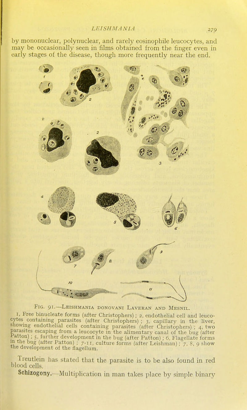 LEISHMANIA by mononuclear, polynuclear, and rarely eosinophile leucocytes, and may be occasionally seen in films obtained from the finger even in early stages of the disease, though more frequently near the end. Fig. 91.—Leishmania donovani Laveran and Mesnil. I, Free binucleate forms (after Christophers); 2, endothelial cell and leuco- cytes containing parasites (after Christophers) ; 3, capillary in the liver, showing endothelial cells containing parasites (after Christophers) ; 4, two parasites escaping from a leucocyte in the alimentary canal of the bug (after Fatten); 5, further development in the bug (after Patton) ; 6, Flagellate forms in the bug (after Patton) ; 7-11, culture forms (after Leishman); 7, 8, 9 show the development of the flagellum. Treutlein has stated that the parasite is to be also found in red blood cells. Schizogony.—Multiplication in man takes place by simple binary