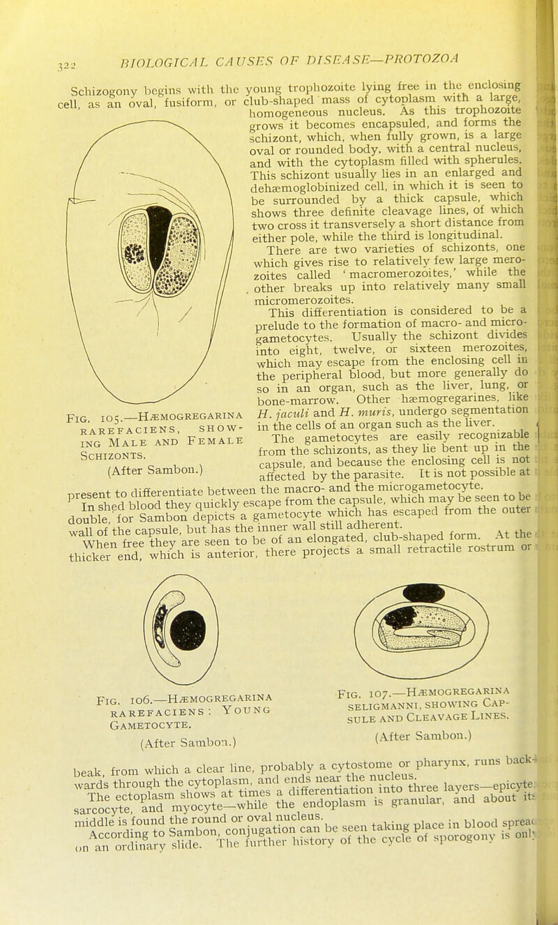 Schizogony begins with the young trophozoite lying free in the enclosing cell as an oval, fusiform, or club-shaped mass of cytoplasm with a large, homogeneous nucleus. As this trophozoite grows it becomes encapsuled, and forms the schizont, which, when fully grown, is a large oval or rounded body, with a central nucleus, and with the cytoplasm filled with spherules. This schizont usually lies in an enlarged and dehsemoglobinized cell, in which it is seen to be surrounded by a thick capsule, which shows three definite cleavage lines, of which two cross it transversely a short distance from either pole, while the third is longitudinal. There are two varieties of schizonts, one which gives rise to relatively few large mero- zoites called ' macromerozoites,' while the other breaks up into relatively many small micromerozoites. This differentiation is considered to be a prelude to the formation of macro- and micro- gametocytes. Usually the schizont divides into eight, twelve, or sixteen merozoites. which may escape from the enclosing cell in the peripheral blood, but more generaUy do so in an organ, such as the liver, lung, or bone-marrow. Other haemogregarines, like H. jaculi and H. muris, undergo segmentation in the cells of an organ such as the liver. The gametocytes are easily recognizable from the schizonts, as they he bent up in the capsule, and because the enclosing cell is not. affected by the parasite. It is not possible at Hiffprpntiate between the macro- and the microgametocyte. P fr, Spd Hood thev quk from the capsule, which may be seen to be dolbfiC Sambo7dT;Ss\' gaJnetocyte which has escaped from the outer 11 +v,p npn^nlp but has the inner wall still adherent. Whin free they are seen to be of an elongated, club-shaped form. At the thScer el^^! whTchTs anterTor, there projects a small retractile rostrum or. Fig. 105. HiEMOGREGARINA RAREFACIENS, SHOW- ING Male and Female Schizonts. (After Sambon.) Fig. 106.—H^mogregarina RAREFACIENS : YoUNG Gametocyte. (.\fter Sambon.) Fig. 107.—H^mogregarina SELIGMANNl, SHOWING CAP- SULE AND Cleavage Lines. (After Sambon.) beak from which a clear line, probably a cytostome or pharynx, runs back4,