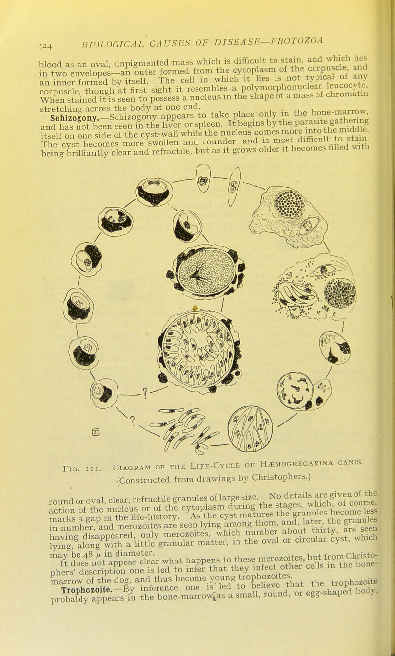 blood as aia oval, unpigmented mass which is difficult to stain ^^^ji^if ^'d in two envelopes-an outer formed from the cytoplasm «fthe corpuscle and an inner formed by itself. The cell in which it lies is ^yPi^f^^^^J^J^J corpuscle, though it first sight it resembles P°\y^°^'P ^f^^l^'^'^^'^. ^f^Sfn When stained it is seen to possess a nucleus in the shape of a mass of chromatin '%1hSSy-Vchiz?go^;\p^^^ take place only in the bone-marrow, andtif n'oT'been seenTn tile li^v^er or spleen. It begins by the P-as^^^^^^^^ itself on one side of the cyst-wall whi e the nucleus ^omes more into the mid^^^^^ The cvst becomes more swollen and rounder, and is most difficult to stanv being SlhSy clear and refractile, but as it grows older it becomes filled with Fig. III.-Diagram of the Life-Cycle of H^mogregarina canis. (Constructed from drawings by Christophers.) marrow of the dog, and thus become young trophozoit^^^^^ trophozoite