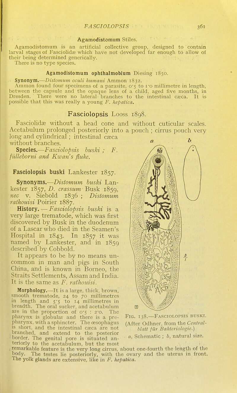 FASCIOLOPSIS Agamodistomum Stiles. Agamodistomum is an artificial collective group, designed to contain larval stages of Fasciolida; wMch have not developed far enough to allow of their being determined generically. There is no type species. Agamodistomum ophthalmobium Diesing 1850. ■ Synonym.—Distomum ociili humani Ammon 1832. Ammon found four specimens of a parasite, 0'5 to ro millimetre in length, between the capsule and the opaque lens of a cliild, aged five months, in Dresden. There were no lateral- branches to the intestinal caeca. It is possible that this was really a young F. hepatica, Fasciolopsis Looss 1898. Fasciolidae without a head cone and without cuticular scales. Acetabulum prolonged posteriorly into a pouch ; cirras pouch very long and cylindrical; intestinal caeca without branches. Species.—Fasciolopsis buski ; F. f iiUeborni and Ki&an's fluke. Fasciolopsis buski Lankester 1857. Synonyms.—Distomum hiiski Lan- kester 1857, D. crassum- Busk 1859, nec V. Siebold 1836 ; Distomum rathouisi Poirier 1887. History. — Fasciolopsis buski is a very large trematode, which was first discovered by Busk in the duodenum of a Lascar who died in the Seamen's Hospital in 1843. In 1857 it was named by Lankester, and in 1859 described by Cobbold. It appears to be by no means un- common in man and pigs in South China, and is known in Borneo, the Straits Settlements, Assam and India. It is the same as F. raihouisi. Morphology.—It is a large, thick, brown, smooth trematode, 24 to 70 millimetres in length and 5-5 to 14 millimeti-es in breadth. The oral sucker, and acetabulum are in the proportion of 0*5 : 2*0. The pharynx is globular and there is a prc- pharynx, with a sphincter. The oesophagus IS short, and the intestinal creca are not branched, and extend to the posterior border. The genital pore is situated an- teriorly to the acetabulum, but the most remarkable feature is the very long cirrus, about one-fourth the length of the body. The testes lie posteriorly, with the ovary and the uterus in front. The yolk glands are extensive, like in F. hepatica. a b. Fig. 138.—Fasciolopsis buski. (After Odhncr, from the Ceniral- hlatt fiir JBakteriologie.)