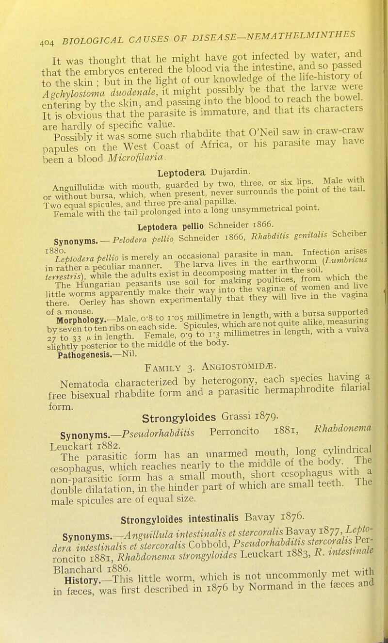It was thought that he might have got infected by water and that tTe embryos entered the blood via the intestme, and so passed to the skin but in the Hght of our knowledge of the hfe-history of AXlollLa duodenale, ft might possibly be entering by the skin, and passmg mto the blood « reach the^^^^^^^^^^^ It is obvious that the parasite is immature, and that its chaiacters ^Po's^sibl^ H :Sfomrsuch rhabdite that O'Neil saw m craw-cra;v papules o^n the West Coast of Africa, or his parasite may have been a blood Microfilaria. Leptodera Dujardin. Two eaual spicules, and three pre-anal papillae. Female with the tail prolonged into a long unsymmetrical point. Leptodera pellio Schneider 1866. Synonyms.-P^/o^^ra pelUo Schneider 1866. Rhabditis genitalis Scheiber »hL the adults exist in trSS.?oul'tiSs om' ^hich the sUghtly posterior to the middle of the body. Pathogenesis.—Nil. Family 3. Angiostomid^. Nematoda characterized by heterogony, each spe^i^.^^f ^ free bisexual rhabdite form and a parasitic hermaphrodite filarial form. Strongyloides Grassi 1879. § Synonyms.-Pseudorhabditis Perroncito 1881, Rhabdonema ^The'pVrasftic form has an unarmed long cyhndi;jcai oesophagus, which reaches nearly to the middle of the body The non-parisitic form has a small mouth, short «=sophagus Mth a double dilatation, in the hinder part of which are small teeth. The male spicules are of equal size. Strongyloides intestinalis Bavay 1876. Svnonyms.—Anguillula intestinalis et stercoralis Bavay 1877 Leptv- dera 7ntLnalis et'stercoraUs Cobbold, P^-^X^^^^'^^^^^^ roncito 1881, Rhabdonema strongyloides Leuckait 1883, R- mtestmais ^ffistrv-ms little worm, which is not uncommonly met with in feces,'warfi^t des^^^^^ in 1876 by Normand in the f.ces and !