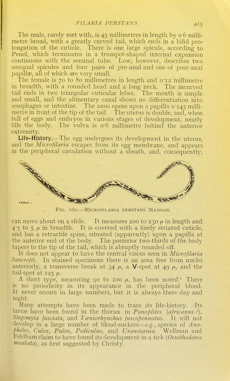 FILARIA PERSTANS The male, rarely met with, is 45 millimetres in length by 0'6 milli- metre broad, with a greatly curved tail, which ends in a bifid pro- longation of the cuticle. There is one large spicule, according to Penel, which terminates in a trumpet-shaped internal expansion continuous with the seminal tube. Low, however, describes two unequal spicules and four pairs of pre-anal and one of post-anal papillae, all of which are very small. The female is 70 to 80 millimetres in length and 0'I2 millimetre in breadth, with a rounded head and a long neck. The incurved tail ends in two triangular cuticular lobes. The mouth is simple and small, and the alimentary canal shows no differentiation into oesophagiis or intestine. The anus opens upon a papilla 0'i45 milli- metre in front of the tip of the tail. The uterus is double, and, when full of eggs and embryos in various stages of development, nearly fills the body. The vulva is 0-6 millimetre behind the anterior extremity. Life-History.—^The egg undergoes its development in the utei'us, and the Microfilaria escapes from its egg membrane, and appears in the peripheral circulation without a sheath, and, consequently, Fig. 160.—Microfilaria perstans Manson, can move about on a slide. It measures 200 to 230 in length and 4'5 to 5 /i in breadth. It is covered with a finely striated cuticle, and has a retractile spine, situated (apparently) upon a papUla at the anterior end of the body. The posterior two-thirds of the body tapers to the tip of the tail, which is abruptly rounded off. It does not appear to have the central viscus seen in Microfilaria hancrofti. In stained specimens there is an area free from nuclei anteriorly, a transverse break at 34 a V-spot at 49 n, and the tail-spot at 125 /x. A short type, measuring go to 100 /x, has been noted.* There is no periodicity in its appearance in the peripheral blood. It never occurs in large numbers, but it is always there day and night. Many attempts have been made to trace its life-history. Its larvcE have been found in the thorax in Panoplites [africanus ?), Stegomyia fasciata, and Tceniorhynchus fuscopennatus. It will not develop in a large number of blood-suckers—e.g., species of Ano- pheles, Culex, Pulex, Pediculus, and Uranolcenia. Wellman and Fclclham claim to have found its development in a tick {Ornilhodoros fnoubata), as first suggested by Christy.