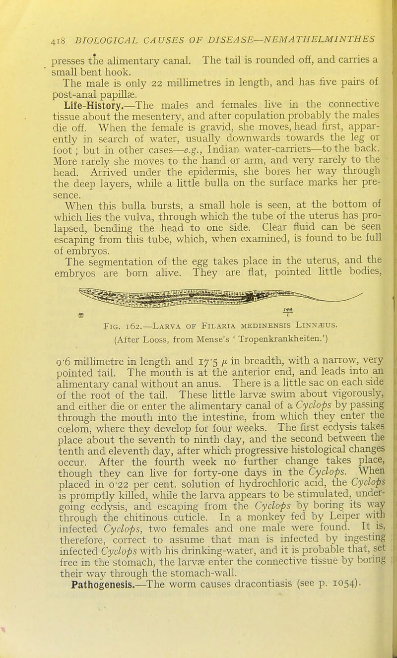 presses the alimentary canal. The tail is rounded off, and carries a small bent hook. The male is only 22 millimetres in length, and has five paks of post-anal papiUse. Life-History.—The males and females live in the connective tissue about the mesentery, and after copulation probably the males die off. When the female is gravid, she moves, head first, appar- ently in search of water, usually downwards towards the leg or foot; but in other cases—e.g., Indian water-carriers—to the back. More rarely she moves to the hand or arm, and very rarely to the head. Arrived under the epidermis, she bores her way through the deep layers, while a little bulla on the surface marks her pre- sence. When this bulla bursts, a small hole is seen, at the bottom of which lies the vulva, through which the tube of the uterus has pro- lapsed, bending the head to one side. Clear fluid can be seen escaping from this tube, which, when examined, is found to be full of embryos. The segmentation of the egg takes place in the uterus, and the embryos are born alive. They are fiat, pointed little bodies, Fig. 162.—Larva of Filaria medinensis Linnaeus. (After Looss, from Meuse's ' Tropenkrankheiten.') 0-6 milhmetre in length and 17-5 fi in breadth, with a narrow, very pointed tail. The mouth is at the anterior end, and leads into an ahmentary canal without an anus. There is a little sac on each side of the root of the tail. These httle larvae swim about \dgorously, and either die or enter the alimentary canal of a Cyclops by passing through the mouth mto the intestine, from which they enter the coelom, where they develop for four weeks. The first ecdysis takes place about the seventh to ninth day, and the second between the tenth and eleventh day, after which progressive histological changes occur. After the fourth week no further change takes place, though they can live for forty-one days in the Cyclops. When placed in 0-22 per cent, solution of hydrochloric acid, the Cyclops is promptly kUled, while the larva appears to be stimulated, under- going ecdysis, and escaping from the Cyclops by boring its way through the chitinous cuticle. In a monkey fed by Leiper with infected Cyclops, two females and one male were found. It is, therefore, correct to assume that man is infected by ingesting infected Cyclops with his drinking-water, and it is probable that, set free in the stomach, the larvas enter the connective tissue by boring their way through the stomach-wall. Pathogenesis.—The worm causes dracontiasis (see p. 1054).