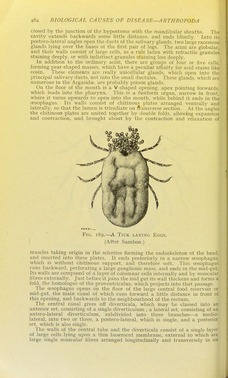 closed by the junction of the hypostome with the mandibular sheaths. The cavity extends backwards some Uttle distance, and ends bUndly. ' Into its postero-lateral angles open the ducts of the salivary glands, two large racemose glands lying over the bases of the first pair of legs. The acini are globular, and their walls consist of large cells, as a rule laden with retractile granules staining deeply, or with indistinct granules staining less deeply. In addition to the ordinary acini, there are groups of four or five cells, forming pear-shaped masses, which have a peculiar affinity for acid stains like eosin. These elements are really unicellular glands, which open into the principal salivary ducts, not into the small ductules. These glands, which are numerous in the Argasida?, are probably poison glands. On the floor of the mouth is a V-shaped opening, apex pointing forwards, which leads into the pharynx. This is a fusiform organ, narrow in front, where it turns upwards to open into the mouth, while behind it ends in the oesophagus. Its walls consist of chitinous plates arranged ventrally and laterally, so that the lumen is triradiate on ^i-ansverse section. At the angles the chitinous plates are united together by double folds, allowing expansion and contraction, and brought about by the contraction and relaxation of muscles taking origin in the sclerites forming the endoskeleton of the head, and inserted into these plates. It ends posteriorly in a narrow oesophagus, which is without chitinous support, and therefore soft. This oesophagus runs backward, perforating a large ganglionic mass, and ends in the mid-gut. Its walls are composed of a layer of columnar cells internally and by muscular fibres externally. Just before it joins the mid gut its wall thickens and forms a fold, the horaologue of the proventriculus, which projects into that passage. The oesophagus opens on the floor of the large central food reservoir or mid-gut, the main canal of which runs forward a little distance in front of this opening, and backwards to the neighbourhood of the rectum. The central canal gives off diverticula, which may be classed into an anterior set, consisting of a single diverticulum ; a lateral set, consisting of an antero-lateral diverticulum, subdivided into three branches—a medio- lateral, into two or three, a postero-lateral, which is single, and a posterior set, which is also single. The walls of the central tube and the diverticula consist of a single layer of large cells lying upon a thin basement membrane, external to which are large single muscular fibres arranged longitudinally and transversely in an Fig. 189.—A Tick laying Eggs. (After Sambon.)