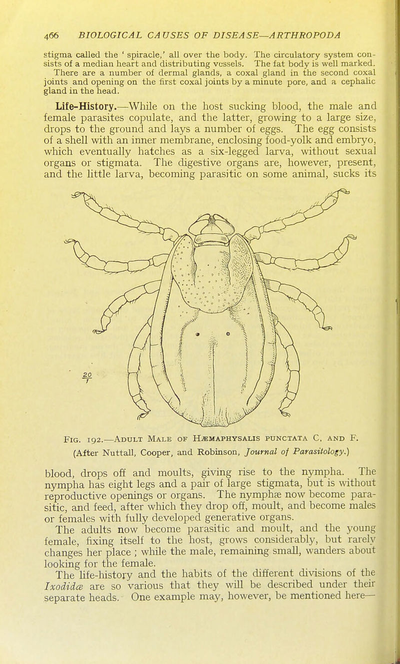 stigma called the ' spiracle,' all over the body. The circulatory system con- sists of a median heart and distributing vessels. The fat body is well marked. There are a number of dermal glands, a coxal gland in the second coxal joints and opening on the first coxal joints by a minute pore, and a cephalic gland in the head. Life-History.—While on the host sucking blood, the male and female parasites copulate, and the latter, growing to a large size, drops to the ground and lays a number of eggs. The egg consists of a shell with an inner membrane, enclosing food-yolk and embryo, which eventually hatches as a six-legged larva, without sexual organs or stigmata. The digestive organs are, however, present, and the little larva, becoming parasitic on some animal, sucks its Fig. 192.—Adult Male of H^semaphysalis punctata C. and F. (After Nuttall, Cooper, and Robinson, Journal of Parasitology.) blood, drops off and moults, giving rise to the nympha. The nympha has eight legs and a pair of large stigmata, but is without reproductive openings or organs. The nymphae now become pai'a- sitic, and feed, after which they drop off, moult, and become males or females with fully developed generative organs. The adults now become parasitic and moult, and the young female, fixing itself to the host, grows considerably, but rarely changes her place ; while the male, remaining small, wanders about looking for the female. The life-history and the habits of the different di%dsions of the Ixodidce are so various that they will be described under their separate heads. One example may, however, be mentioned here—