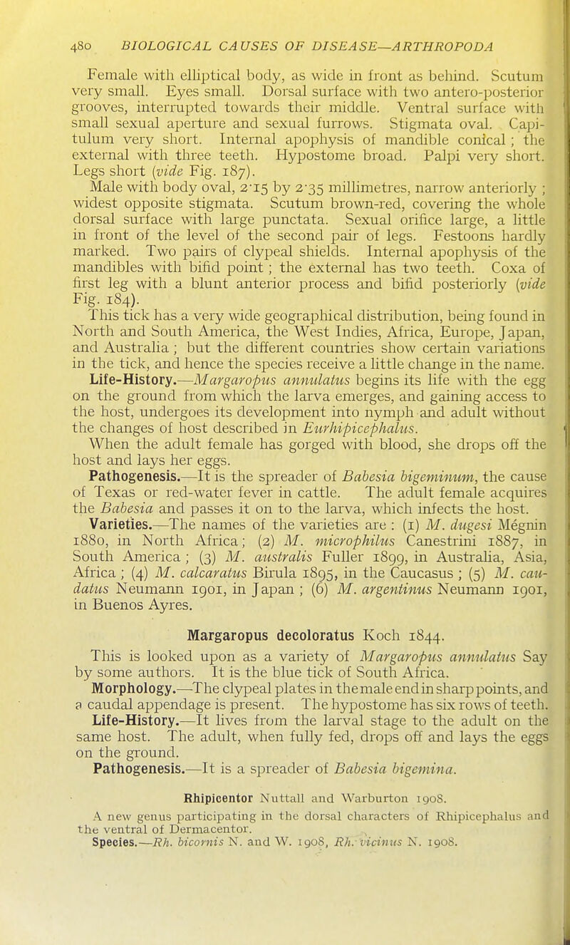 Female with elliptical body, as wide in front as behind. Scutum very small. Eyes small. Dorsal surface with two antero-posterior grooves, interrupted towards their middle. Ventral surface with small sexual aperture and sexual furrows. Stigmata oval. Capi- tulum very short. Internal apophysis of mandible conical; the external with three teeth. Hypostome broad. Palpi very short. Legs short {vide Fig. 187). Male with body oval, 2I5 by 2-35 millimetres, narrow anteriorly ; widest opposite stigmata. Scutum brown-red, covering the w-hole dorsal surface with large punctata. Sexual orifice large, a little in front of the level of the second pair of legs. Festoons hardly marked. Two pairs of clypeal shields. Internal apophysis of the mandibles with bifid point; the external has two teeth. Coxa of first leg with a blunt anterior process and bifid posteriorly {vide Fig. 184). This tick has a very wide geographical distribution, being found in North and South America, the West Indies, Africa, Europe, Japan, and Australia; but the different countries show certain variations in the tick, and hence the species receive a little change in the name. Life-History.—Margaropus ammlatus begins its life with the egg on the ground from which the larva emerges, and gaining access to the host, undergoes its development into nymph and adult without the changes of host described in Eurhipiccphalus. When the adult female has gorged with blood, she drops off the host and lays her eggs. Pathogenesis.—It is the spreader of Babesia bigeminum, the cause of Texas or red-water fever in cattle. The adult female acquires the Babesia and passes it on to the larva, which infects the host. Varieties.—The names of the varieties are : (i) M. dugesi Megnin 1880, in North Africa; (2) M. microphilus Canestrini 1887, in South America ; (3) M. australis Fuller 1899, in Australia, Asia, Africa ; (4) M. calcaratus Birula 1895, in the Caucasus ; (5) M. cau- datus Neumann 1901, in Japan ; (6) M. argentinus Neumann 1901, in Buenos Ayres. Margaropus decoloratus Koch 1844. This is looked upon as a variety of Margaropus annulatus Say by some authors. It is the blue tick of South Africa. Morphology.—^The clypeal plates in the male end in sharp points, and a caudal appendage is present. The hypostome has six rows of teeth. Life-History.—It lives from the larval stage to the adult on the same host. The adult, when fully fed, drops off and lays the eggs on the ground. Pathogenesis.—It is a spreader of Babesia bigemina. Rhipicentor Nuttall and Warburton 190S. .\ new genus participating in the dorsal characters of Rhipicephalus and the ventral of Dermacentor. Species.—Rh. bicornis N. and W. 190S, Rh. vicinus N. 1908.