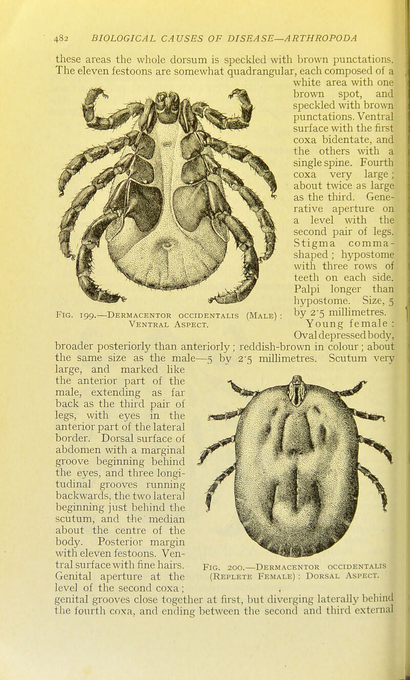 Fig. 199.—Dermacentor occidentalis (Male) Ventral Aspect. these areas the whole dorsum is speckled with brown punctations. The eleven festoons are somewhat quadrangular, each composed of a white area with one brown spot, and speckled with brown punctations. Ventral surface with the first coxa bidentate, and the others with a single spine. Fourth coxa very large; about twice as large as the third. Gene- rative aperture on a level with the second pair of legs. Stigma comma- shaped ; hypostome with three rows of teeth on each side. Palpi longer than hypostome. Size, 5 by 2 5 millimetres. Young female : Oval depressed body, broader posteriorly than anteriorly ; reddish-brown in colour ; about the same size as the male—5 by 2'5 millimetres. Scutum very large, and marked like the anterior part of the male, extending as far back as the third pair of legs, with eyes in the anterior part of the lateral border. Dorsal surface of abdomen with a marginal gioove beginning behind the eyes, and three lon.gi- tudinal grooves running backwards, the two lateral beginning just behind the scutum, and the median about the centre of the body. Posterior margin with eleven festoons. Ven- tral surface with fine hairs. Genital aperture at the level of the second coxa; genital grooves close together at first, but diverging laterally behind the fourth coxa, and ending between the second and third external Fig. 200.—Dermacentor occidentalis (Replete Female) : Dorsal Aspect.