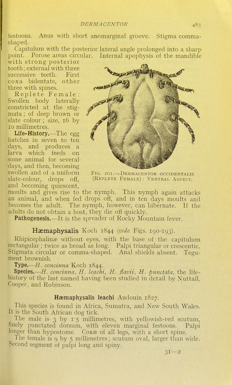 iestoons. Anus with short anomarginal groove. Stigma comma- shaped. Capitulum with the posterior lateral angle prolonged into a sharp point. Porose areas circular. Internal apophysis of the mandible with strong posterior tooth; external with three successive teeth. First coxa bidentate, other three with spines. Replete Female : Swollen body laterally constricted at the stig- mata ; of deep brown or slate colour ; size, 16 by 10 millimetres. Life-History.—^The egg hatches in seven to ten days, and produces a larva which feeds on some animal for several •days, and then, becoming swollen and of a uniform slate-colour, drops off, and becoming quiescent, moults and gives rise to the nymph. This nymph again attacks an animal, and when fed drops off, and in ten days moults and becomes the adult. The nymph, however, can hibernate. If the adults do not obtain a host, they die off quickly. Pathogenesis.—It is the spreader of Rocky Mountain fever. Haemaphysalis Koch 1844 {vide Figs, igo-193). Rhipicephalinae without eyes, with the base of' the capitulum rectangular; twice as broad as long. Palpi triangular or crescentic. Stigmata circular or comma-shaped. Anal shields absent. Tegu- ment brownish. Type.—H. concinna Koch 1844. Species.—H. concinna, H. leachi, H. flavii, H. punctata, the life- history of the last named having been studied in detail by Nuttall, Cooper, and Robinson. Fig. 20i.-^Dermacentor occidentalis (Replete Female) : Ventral Aspect. Haemaphysalis leachi Audouin 1827. This species is found in Africa, Sumatra, and New South Wales. It is the South African dog tick. The male is 3 by i'5 millimetres, with yellowish-red scutum, finely punctated dorsum, with eleven mai'ginal festoons. Palpi longer than hypostome. Coxae of all legs, with a short spine. The female is 9 by 5 millimetres; scutum oval, larger than wide. Second segment of palpi long and spiny. 31—2