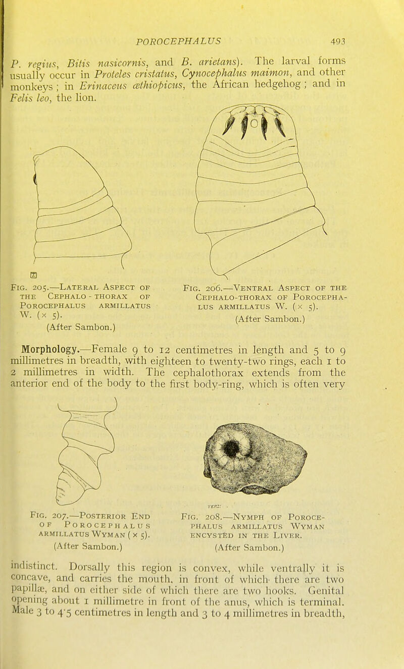 P. regius, Bitis nasicornis, and B. arietans). The larval forms usually occur in Proieles cristatus, Cynocephalus maimon, and other monkeys ; in Erinaceus cethiopicus, the African hedgehog ; and in Felis leo, the lion. Fig. 205.—Lateral Aspect of THE CePHALO - THORAX OF POROCEPHALUS ARMILLATUS W. (X s). (After Sambon.) Fig. 206.—Ventral Aspect of the CePHALO-THORAX of POROCEPHA- LUS ARMILLATUS W. (x 5). (After Sambon.) Morphology.—Female g to 12 centimetres in length and 5 to g millimetres in breadth, with eighteen to twenty-two rings, each i to 2 millimetres in width. The cephalothorax extends from the anterior end of the body to the first body-ring, which is often very Fig. 207.—Posterior End of porocephalus ARMILLATUS WyMAN ( X 5). (After Sambon.) Fig. 208.—Nymph of Poroce- PHALUS ARMILLATUS WyMAN ENCYSTfeD IN THE LiVER. (After Sambon.) indistinct. Dorsally this region is convex, while ventrally it is concave, and carries the mouth, in front of wliich- there are two papillie, and on cither side of which tliere are two hooks. Genital opening about i millimetre in front of the anus, which is terminal. Male 3 to 4-5 centimetres in length and 3 to 4 millimetres in breadth.