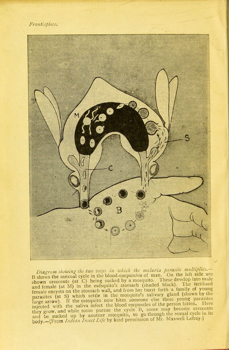 Frontispiece, Diagram showing Ihe two ways uiwru,,,, .,.^uu.,.s — — ^- ^^/'ich the malaria parasite multiplies.— B shows the asexual cycle in the blood-corpuscles of man. On the left side are shown crescents (at C) being ^^.^^K^d by a mosquito These d^^^^^^ and female (at M) in the mdsquito's stomach (shaded black). Ihe leituisca female encysts on the stomach wall, and from her burst forth a lam. y of young oarrsftes (at S) which settle in the mosquito's salivary gland (shown by the Ke arrow). If the mosquito now bites someone else these young parasites n feted wi h the saliva infect the blood corpuscles of the person bitten. He e hey Is'ow, and while some pursue the cycle B, some may become crescen s and be sucked up by another mosquito, to go thi;ough the .exual cycle in its body-(From Indim Insect Life by kind permission of Mr. Maxwell Lefroy.)