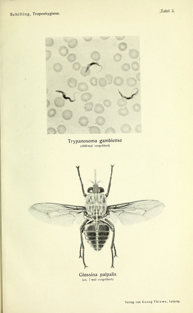 o. ... Cj. Trypanosoma gambiense (1000 mal vergrößert) Glossina palpalis (ca. 7 mal vergrößert) Verlag von Georg Thieme, Leipzig.