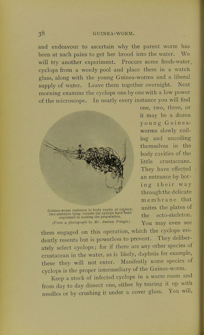 and endeavour to ascertain why the parent worm has been at such pains to get her brood into the water. We will try another experiment. Procure some fresh-water, cyclops from a weedy pool and place them in a watch glass, along with the young Guinea-worms and a liberal supply of water. Leave them together overnight. Next morning examine the cyclops one by one with a low power of the microscope. In nearly every instance you will find one, two, three, or it may be a dozen young Guinea- worms slowly coil- ing and uncoiling themselves in the body cavities of the little crustaceans. They have effected an entrance by bor- i n g their w a 3' through the delicate membrane that unites the plates of the ecto-skeleton. You may even see them engaged on this operation, which the cyclops evi- dently resents but is powerless to prevent. They deliber- ately select cyclops; for if there are any other species of crustacean in the water, as is likely, daphnia for example, these they will not enter. Manifestly some species of cyclops is the proper intermediary of the Guinea-worm. Keep a stock of infected cyclops in a warm room and from day to day dissect one, either by tearing it up with needles or by crushing it under a cover glass. You will, Guinea-worm embryos in body cavity of cyclops; two embryos lying outside the cyclops have been expressed in making the preparation. [From a photograph by Mr. Andrew Pringle.)