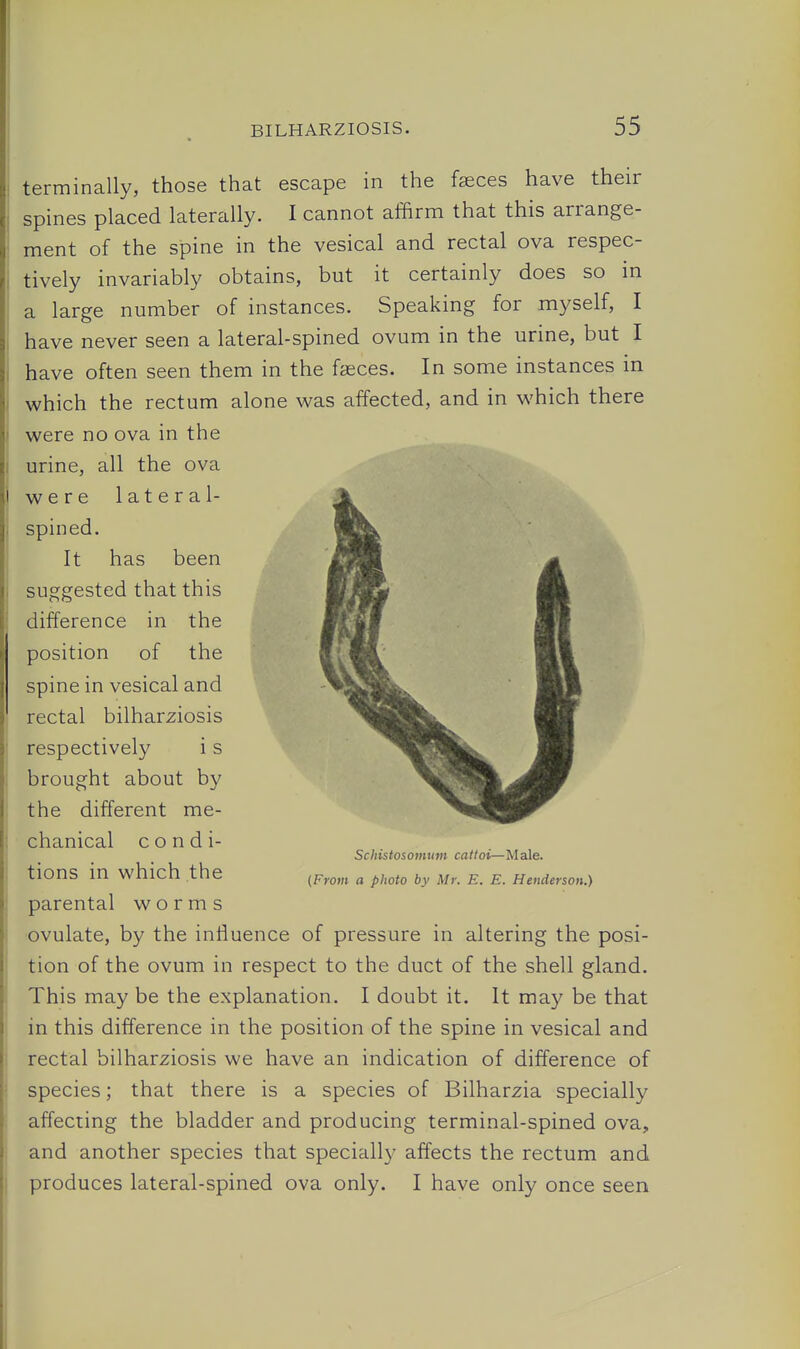 terminally, those that escape in the fasces have their spines placed laterally. I cannot affirm that this arrange- ment of the spine in the vesical and rectal ova respec- tively invariably obtains, but it certainly does so in a large number of instances. Speaking for myself, I have never seen a lateral-spined ovum in the urine, but I have often seen them in the faeces. In some instances in which the rectum alone was affected, and in which there were no ova in the urine, all the ova were lateral- spined. It has been suggested that this difference in the position of the spine in vesical and rectal bilharziosis respectively i s brought about by the different me- chanical c o n d i- tions in which the parental worms ovulate, by the influence of pressure in altering the posi- tion of the ovum in respect to the duct of the shell gland. This may be the explanation. I doubt it. It may be that in this difference in the position of the spine in vesical and rectal bilharziosis we have an indication of difference of species; that there is a species of Bilharzia specially affecting the bladder and producing terminal-spined ova, and another species that specially affects the rectum and produces lateral-spined ova only. I have only once seen Schislosofnum catfoi—Male.