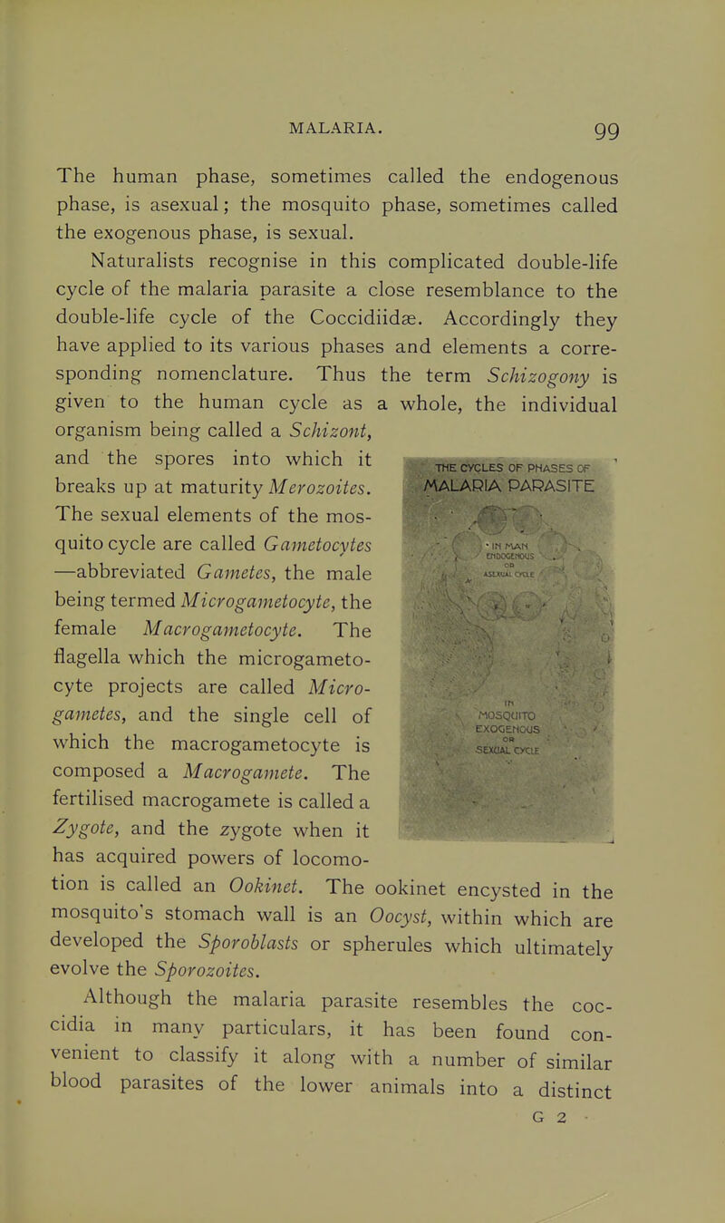 MALARIA PARASITE The human phase, sometimes called the endogenous phase, is asexual; the mosquito phase, sometimes called the exogenous phase, is sexual. Naturalists recognise in this complicated double-life cycle of the malaria parasite a close resemblance to the double-life cycle of the Coccidiidas. Accordingly they have applied to its various phases and elements a corre- sponding nomenclature. Thus the term Schizogony is given to the human cycle as a whole, the individual organism being called a Schizont, and the spores into w^hich it breaks up at maturity Merozoites. The sexual elements of the mos- quito cycle are called Gametocytes —abbreviated Gametes, the male being termed Microgametocyte, the female M acrogametocyte. The flagella which the microgameto- cyte projects are called Micro- gametes, and the single cell of which the macrogametocyte is composed a Macrogamete. The fertilised macrogamete is called a Zygote, and the zygote when it has acquired powers of locomo- tion is called an Ookinet. The ookinet encysted in the mosquito's stomach wall is an Oocyst, within which are developed the Sporohlasts or spherules which ultimately evolve the Sporozoites. Although the malaria parasite resembles the coc- cidia in many particulars, it has been found con- venient to classify it along with a number of similar blood parasites of the lower animals into a distinct G 2 • I'^OSQaiTO EXOGEMOOS OR SEXUAL Cyr:^