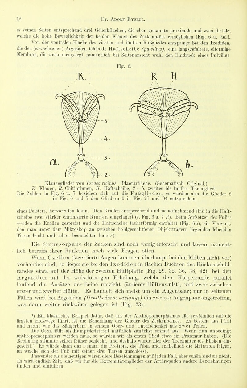 es seinen Seiten entsprechend drei Gelenkflächen, die eben genannte proximale nnd zwei distale, welche die hohe Beweglichkeit der beiden Klauen des Zeckenfußes ermöglichen (Fig. 6 u. 7K.). Von der ventralen Fläche des vierten und fünften Fußgliedes entspringt bei den Ixodiden, die den (erwachsenen) Argasiden fehlende Haftscheibe (pulvillus), eine längsgefaltete, eiförmige Membran, die zusammengelegt namentlich bei Seitenansicht wohl den Eindruck eines Pulvillus eines Polsters, hervorrufen kann. Den Krallen entsprechend und sie aufnehmend sind in die Haft- scheibe zwei stärker chitinisierte Rinnen eingelagert (s. Fig. 6 u. 7 R). Beim Aufsetzen des Fußes werden die Krallen gespreizt und die Haftscheibe fächerförmig entfaltet (Fig. 6b), ein Vorgang, den man unter dem Mikroskop an zwischen hohlgeschliffenen Objektträgern liegenden lebenden Tieren leicht und schön beobachten kann.^) Die Sinnesorgane der Zecken sind noch wenig erforscht und lassen, nament- hch betreffs ihrer Funktion, noch viele Fragen offen. Wenn Ozeilen (fazettierte Augen kommen überhaupt bei den Milben nicht vor) vorhanden sind, so liegen sie bei den Ixodiden in flachen Buchten des Rückenschild- randes etvs'a auf der Höhe der zweiten Hüftplatte (Fig. 29, 32, 36, 38, 42), bei den Argasiden auf der wulstförmigen Erhebung, welche dem Körperrande parallel laufend die Ansätze der Beine umzieht (äußerer Hüftenwulst), und zwar zwischen erster und zweiter Hüfte. Es handelt sich meist um ein Augenpaar; nur in seltenen Fällen wird bei Argasiden (Ornithodorus savignyi) ein zweites Augenpaar angetroffen, was dann weiter rückwärts gelegen ist (Fig. 23). ^) Ein klassisches Beispiel dafüi, daß uns der Axithropomorphismus für gewöhnlich auf die ärgsten Holzwege führt, ist die Benennung der Glieder des Zeckenbeines. Es besteht aus fünf und nicht wie das Säugerbein in seinem Ober- und Unterschenkel aus zwei Teilen. Die Coxa fällt als Rumpf skelettteil natürlich zunächst einmal aus. Wenn nun unbedingt anthropomorphisiert werden muß, so würden wir als erstes Glied etwa ein Profemur haben. (Die Rechnung stimmte schon früher schlecht, und deshalb wurde hier der Trochanter als Flicken ein- gesetzt.) Es würde dann das Femur, die Protibia, die Tibia und schließlich die Metatibia folgen, an welche sich der Fuß mit seinen drei Tarsen anschlösse. Passender als die heutigen wären diese Bezeichnungen auf jeden Fall, aber schön sind sie nicht. Es wird endlich Zeit, daß wir für die Extremitätenglieder der Ai'thropoden andere Bezeichnungen finden und einfülu'en. Kg. 6. R H Ivlauenglieder von Ixodes ricinus. Plantarfläche. (Schematisch. Original.) K. Klauen, R. Chitinrinnen, H. Haftscheibe, 2.-5. zweites bis fünftes Tarsaiglied. Die Zahlen in Fig. 6 u. 7 beziehen sich auf die Fußglieder, es würden also die Glieder 2 in Fig. 6 und 7 den Gliedern 6 in Fig. 27 und 34 entsprechen.