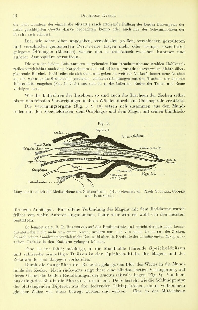 der nicht wundern, der einmal die blitzartig rasch erfolgende Füllung der beiden Blasenpaare der frisch geschlüpften Corethra-Lsivve beobachten konnte oder auch nur der Schwimmblasen der Fische sich erinnert. Die, wie schon oben angegeben, verschieden großen, verschieden gestalteten und verschieden gemusterten Peritreme tragen mehr oder weniger exzentrisch gelegene Öffnungen (Maculae), welche den Luftaustausch zwischen Kammer und äußerer Atmosphäre vermitteln. Die von den beiden Luftkammern ausgehenden Haupttracheenstämme strahlen Hohlkugel- radien vergleichbar nach dem Körperinnern aus und bilden so, zunächst unverzweigt, dichte silber- glänzende Büschel. Bald teilen sie sich dann und geben im weiteren Verlaufe immer neue Ästchen ab, die, wenn sie die Medianebene erreichen, vielfach Verbindungen mit den Tracheen der anderen Körperhälfte eingehen (Fig. 10 T.A.) und sich bis in die äußersten Enden der Taster und Beine verfolgen lassen. Wie die Luftröhren der Insekten, so sind auch die Tracheen der Zecken selbst bis zu den feinsten Verzweigungen in ihren Wänden diirch eine Chitinspirale verstärkt. Die Verdaiiungsorgane (Fig. 8, 9, 10) setzen sich zusammen aus den Mund- teilen mit den Speicheldrüsen, dem Ösophagus und dem Magen mit seinen blindsack- Längschnitt durch die Medianebene des Zeckenrüssels. (Halbschematisch. Nach Nuttall, Cooper. und EoBiNSON.) förmigen Anhängen. Eine offene Verbindung des Magens mit dem Enddarme wurde früher von vielen Autoren angenommen, heute aber wird sie wohl von den meisten bestritten. So leugnet sie z. B. R. Blanchard auf das Bestimmteste und spricht deshalb auch konse- quenterweise nicht mein- von einem iVnus, sondern nur noch von einem Uroporus der Zecken,, da nach seiner Annahme natürlich nicht Kot, wohl aber die Produkte der einmündenden Malpighi-, sehen Gefäße in den Enddarm gelangen können. Eine Leber fehlt; mächtige, in die Mundhöhle führende Speicheldrüsen und zahkeiche einzellige Drüsen in der Epithelschicht des Magens und der Zökalwände sind dagegen vorhanden. Durch die Saugröhre des Rüssels gelangt das Blut des Wirtes in die Mund- höhle der Zecke. Nach rückwärts zeigt diese eine blindsackartige Verlängerung, auf deren Grund die beiden Endöffnungen der Ductus salivales liegen (Fig. 8). Von hier- aus dringt das Blut in die Pharynxpumpe ein. Diese besteht wie die Schlundpumpe der blutsaugenden Dipteren aus drei federnden Chitinplättchen, die in vollkommen gleicher Weise wie diese bewegt werden und wirken. Eine in der Mittelebene