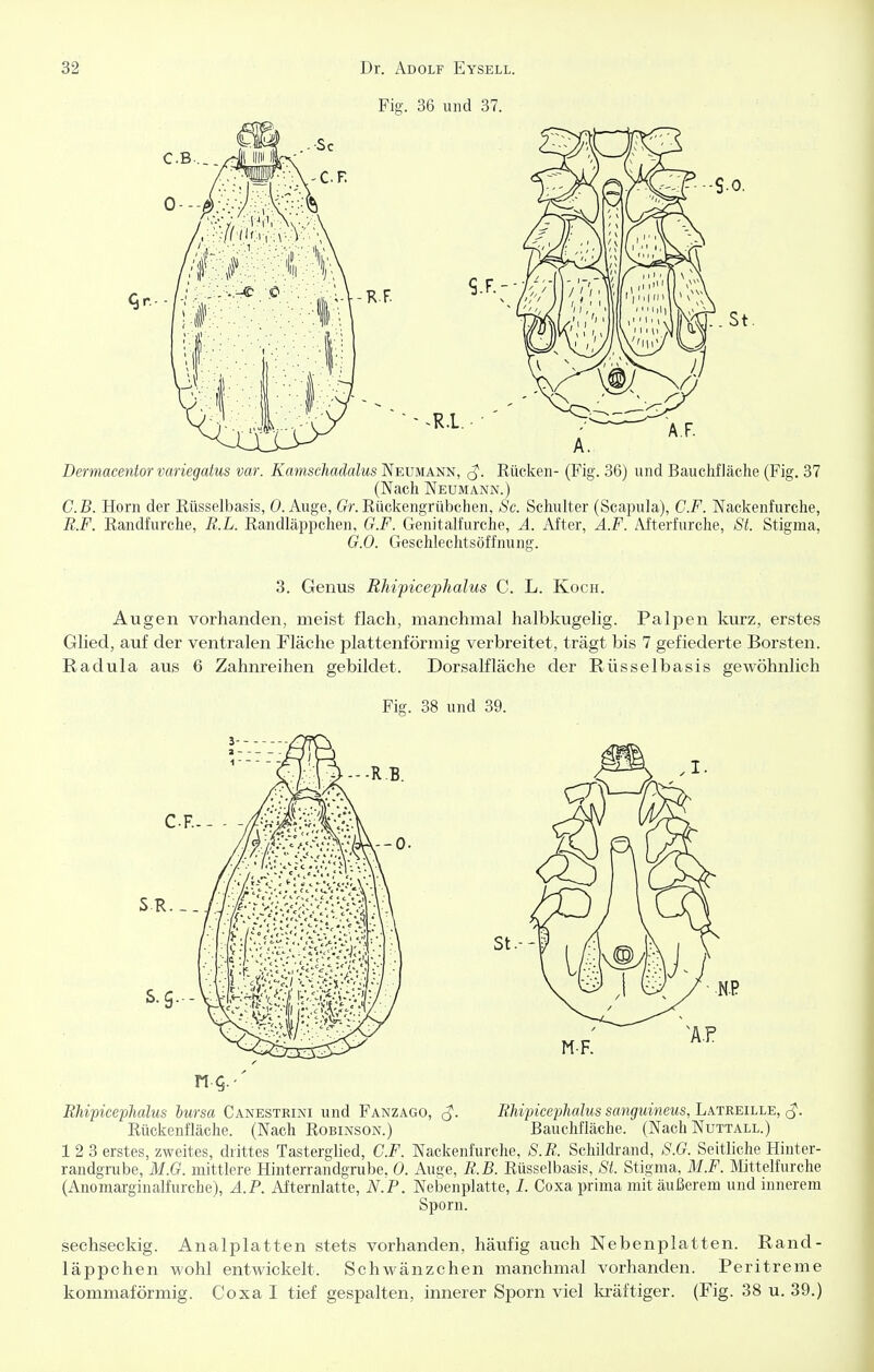 Fig. 36 und 37. Dermacentor variegatus var. Kamschadalus Neumann, ^J. Eückeii- (Fig. 36) und Bauchfläche (Fig. 37 (Nach Neumann.) C.B. Horn der Rüsselbasis, O.Auge, 6V. Rückengrübchen, Sc. Schulter (Scapula), C.F. Nackenfurche, R.F. Randfurche, B.L. Randläppchen, G.F. Genitalfurche, Ä. After, Ä.F. Afterfurche, St. Stigma, G.O. Geschlechtsöffnung. 3. Genus Rhipicephalus C. L. Koch. Augen vorhanden, meist flach, manchmal halbkugelig. Palpen km-z, erstes Glied, auf der ventralen Fläche plattenförmig verbreitet, trägt bis 7 gefiederte Borsten. Radula aus 6 Zahnreihen gebildet. Dorsalfläche der Rüsselbasis gewöhnlich Fig. 38 und 39. Rhipicephalus iursa Canestrini und Fanzago, (J. Rhipicephalus sanguineus, Latreille, Rückenfläche. (Nach Robinson.) Bauchfläche. (Nach Nuttall.) 12 3 erstes, zweites, drittes Tasterglied, C.F. Nackenfurche, S.R. Schildrand, S.G. Seitliche Hinter- randgrube, M.G. mittlere Hinterrandgrube. 0. Auge, R.B. Rüsselbasis, St. Stigma, M.F. Mittelfurche (Anomarginalfurche), Ä.P. Afternlatte, N.P. Nebenplatte, /. Coxa prima mit äußerem und innerem Sporn. sechseckig. Analplatten stets vorhanden, häufig auch Nebenplatten. Rand- läppchen wohl entwickelt. Schwänzchen manchmal vorhanden. Peritreme kommaförmig. Coxa I tief gespalten, innerer Sporn viel lo-äftiger. (Fig. 38 u. 39.)
